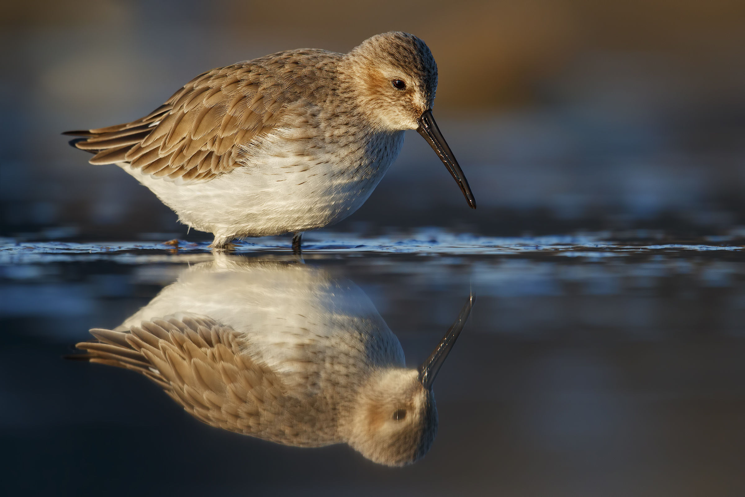 Dunlin