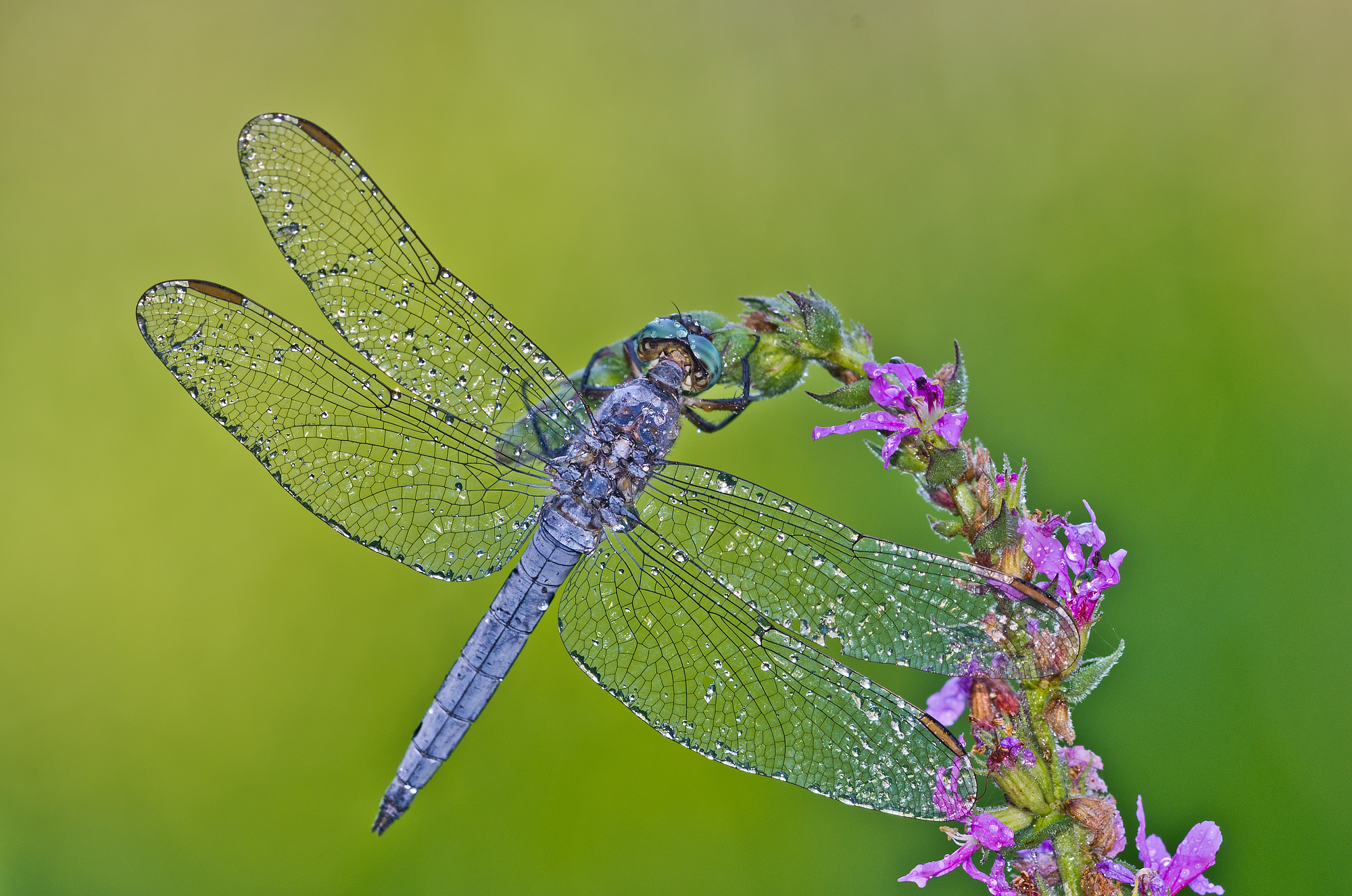 Orthetrum coerulescens (Fabricius, 1798)-Libellulidae