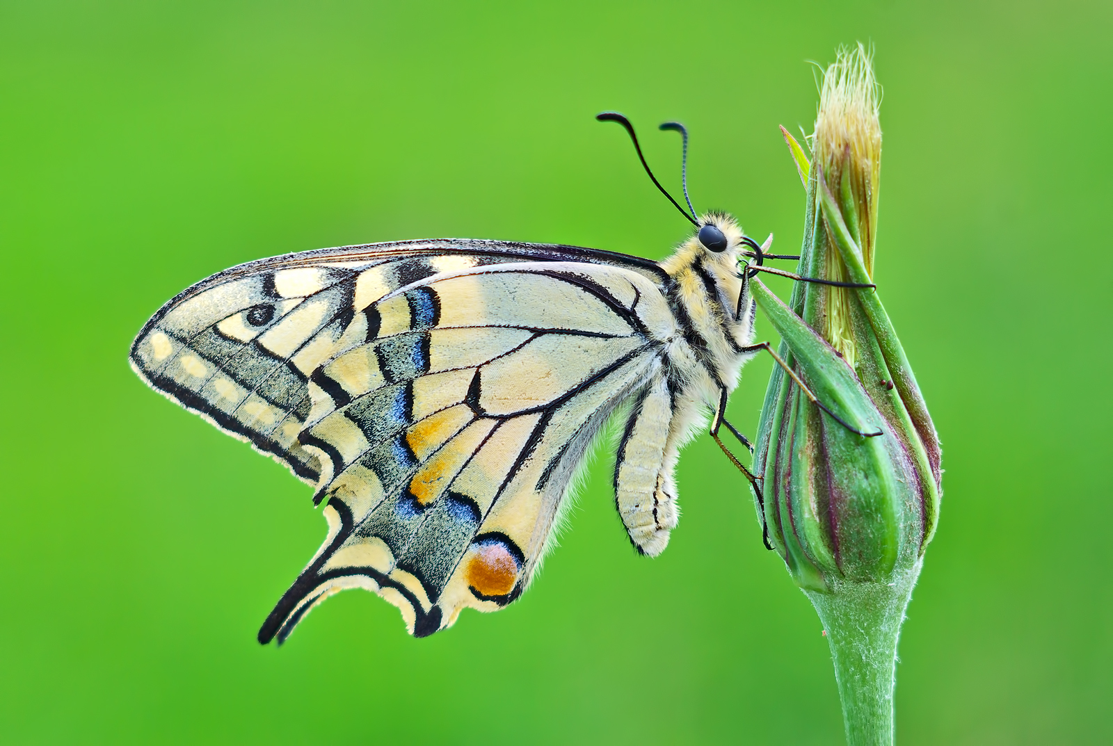 Papilio Machaon
