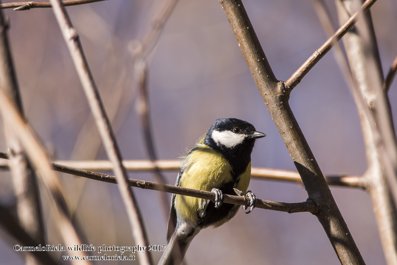 Parus Major.
