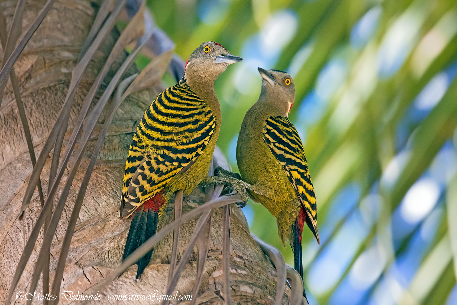 Hispaniola woodpecker (Melanerpes striatus)