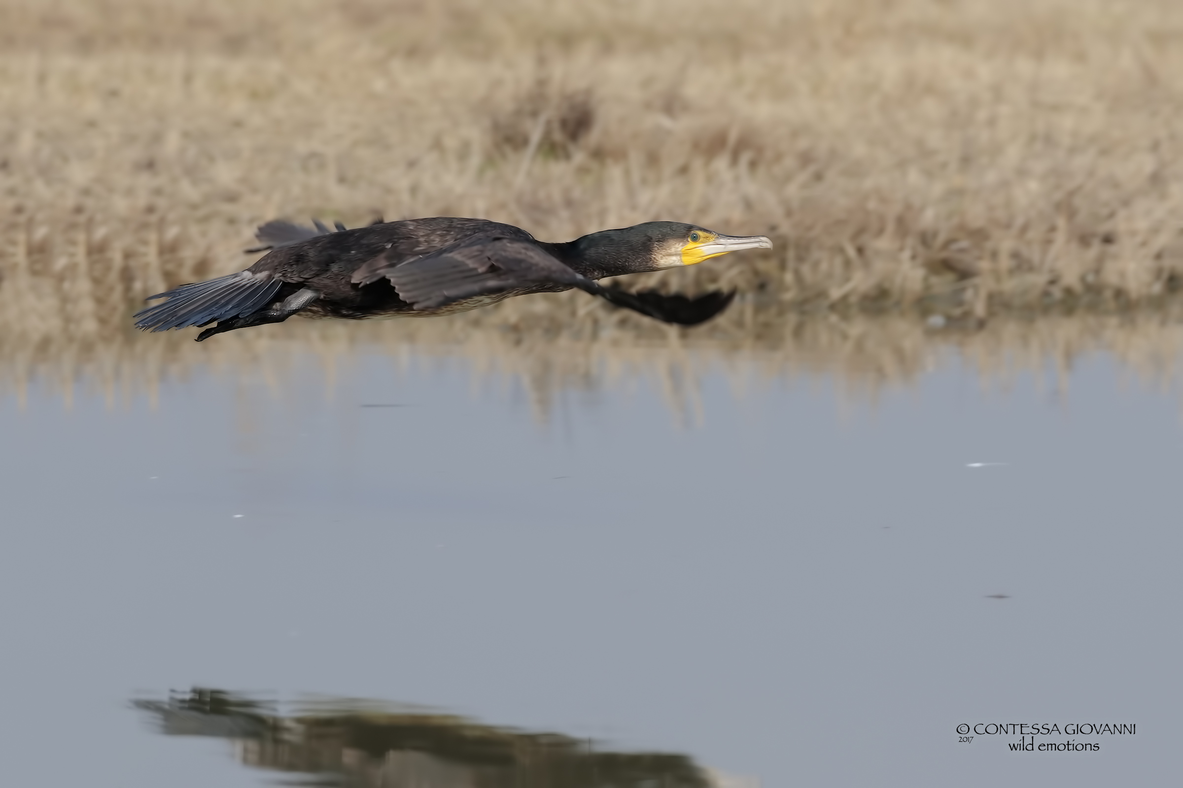 cormorant in flight