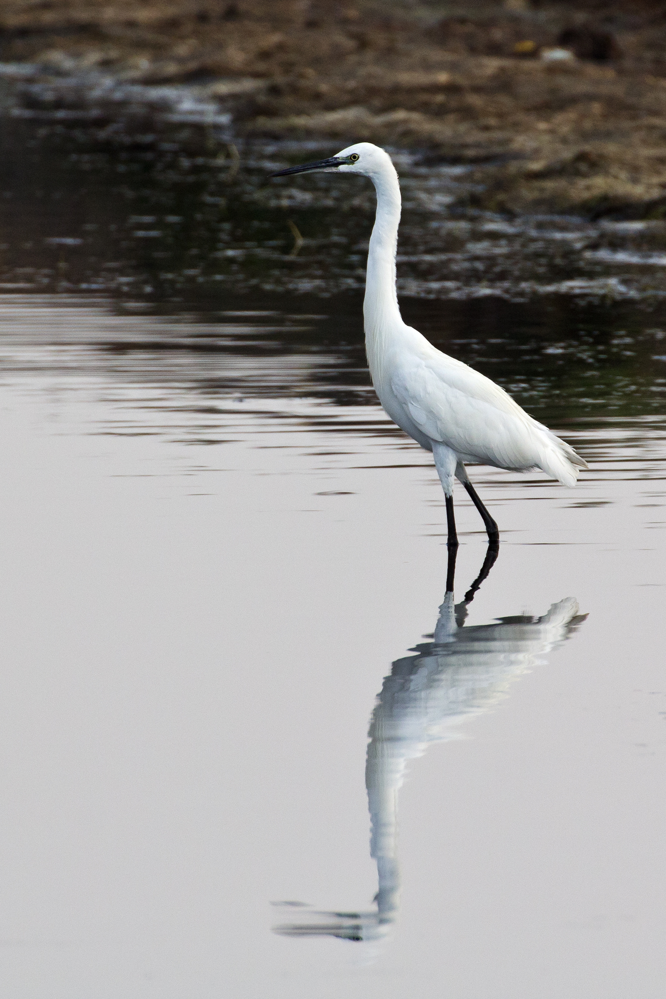 The diva of the pond