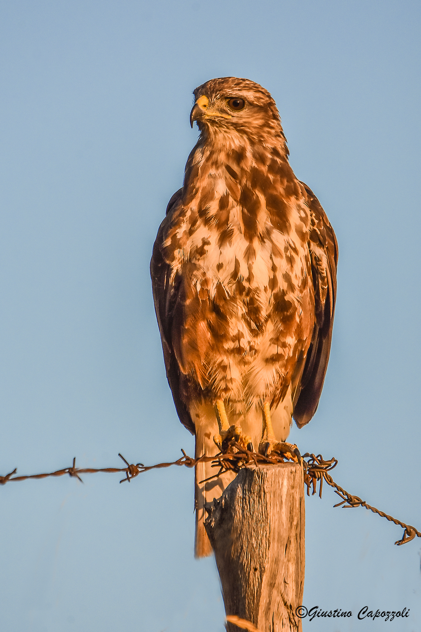 Buzzard in the first rays