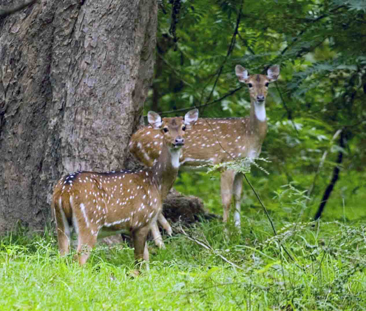 Deer in the park in Colombo