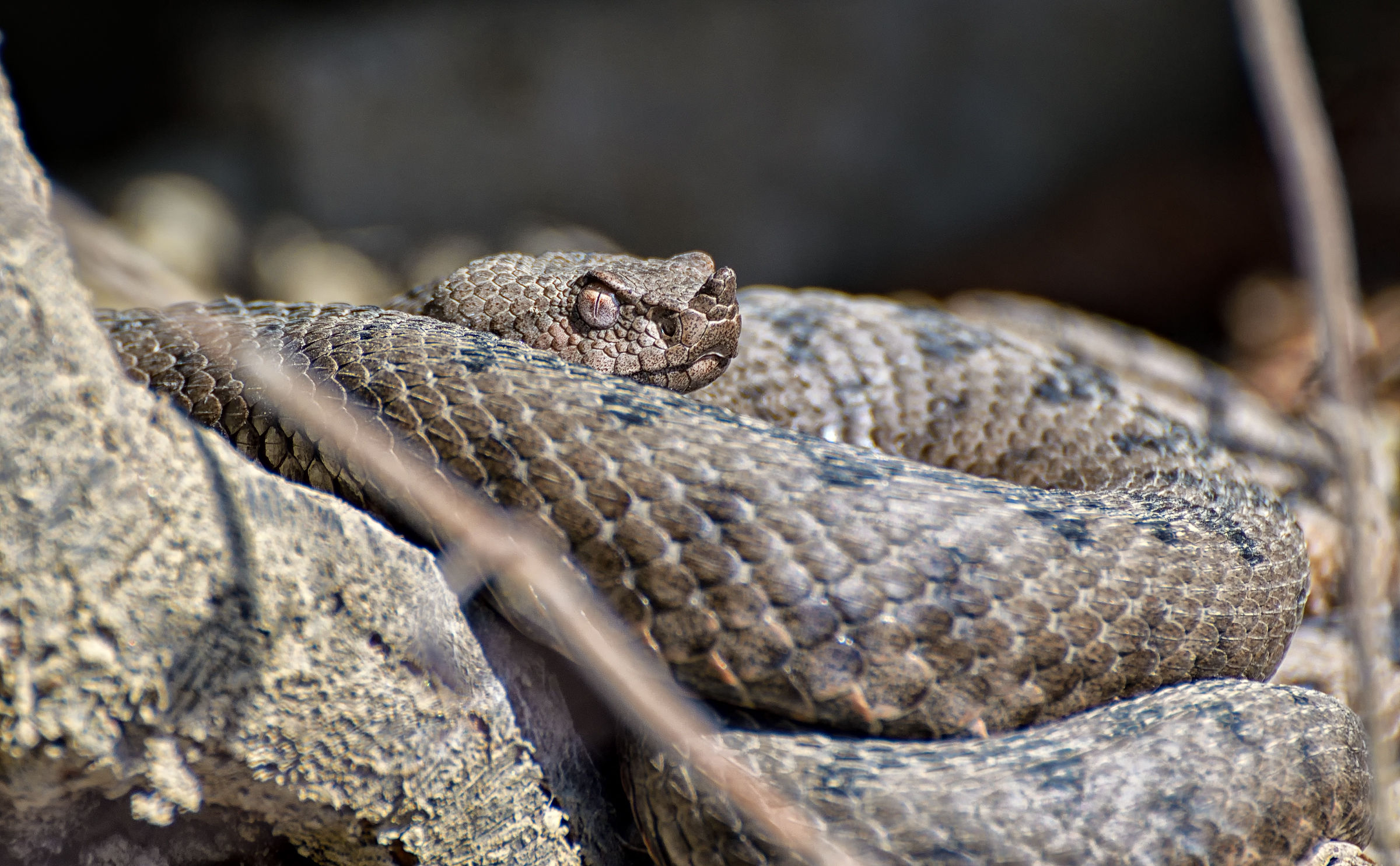 Vipera Ammodytes