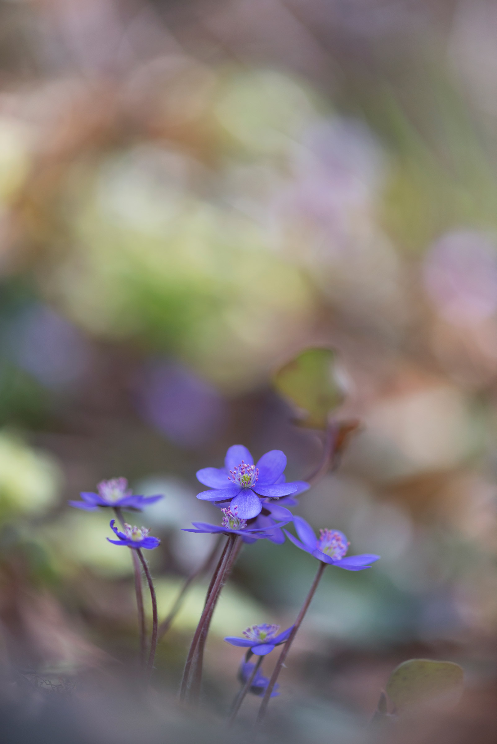 I mille colori del sottobosco.