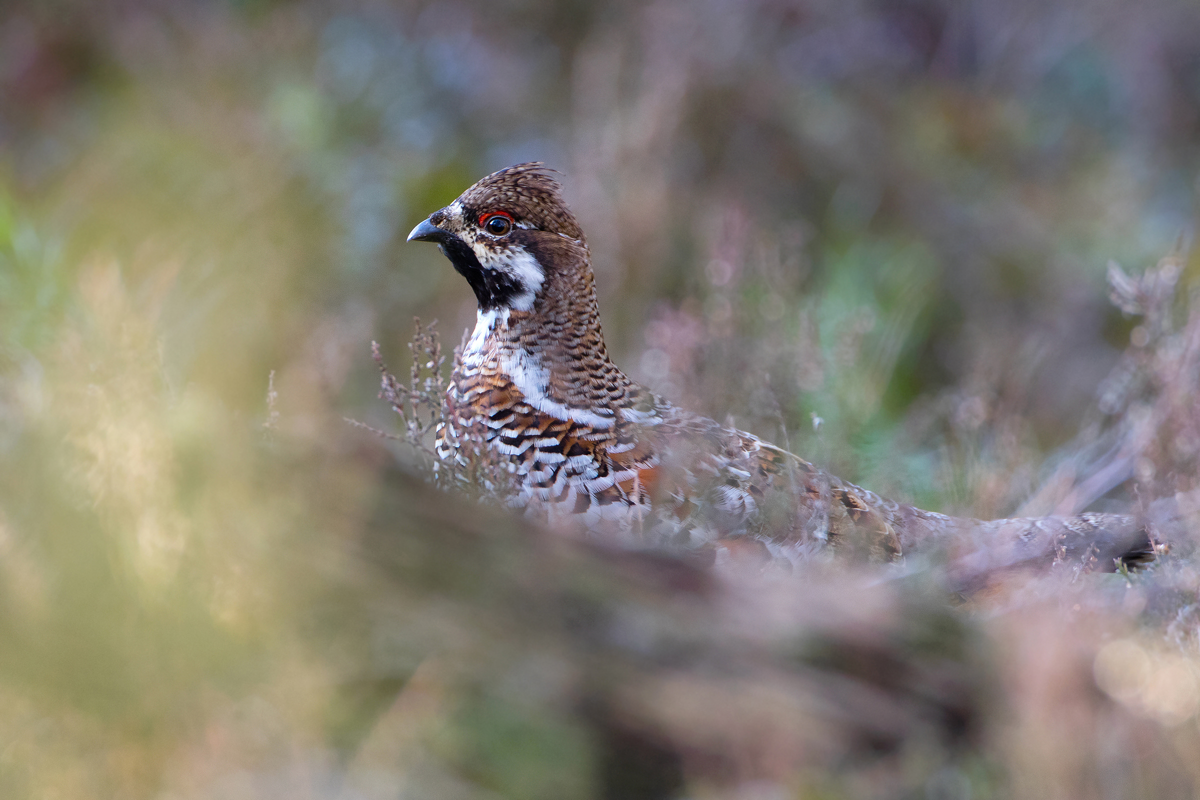 Hazel Grouse