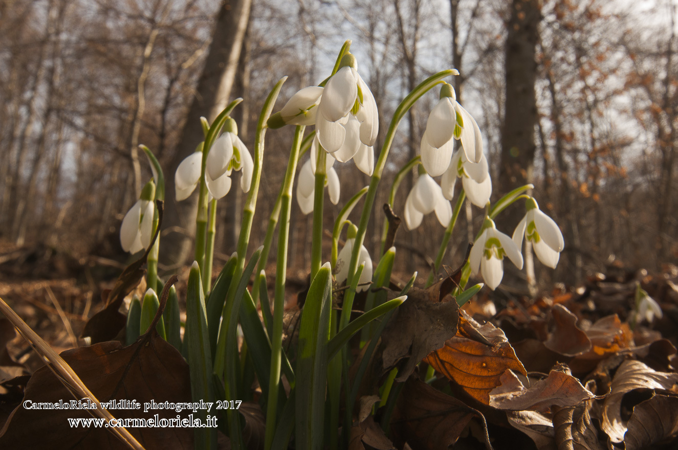 Snowdrop