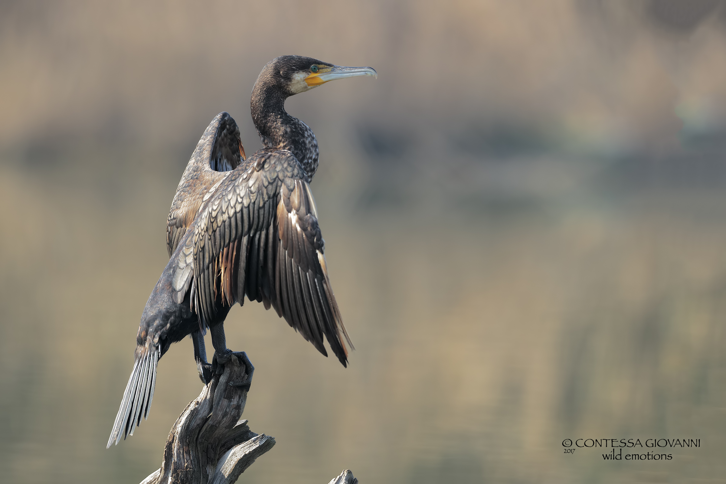 cormorant