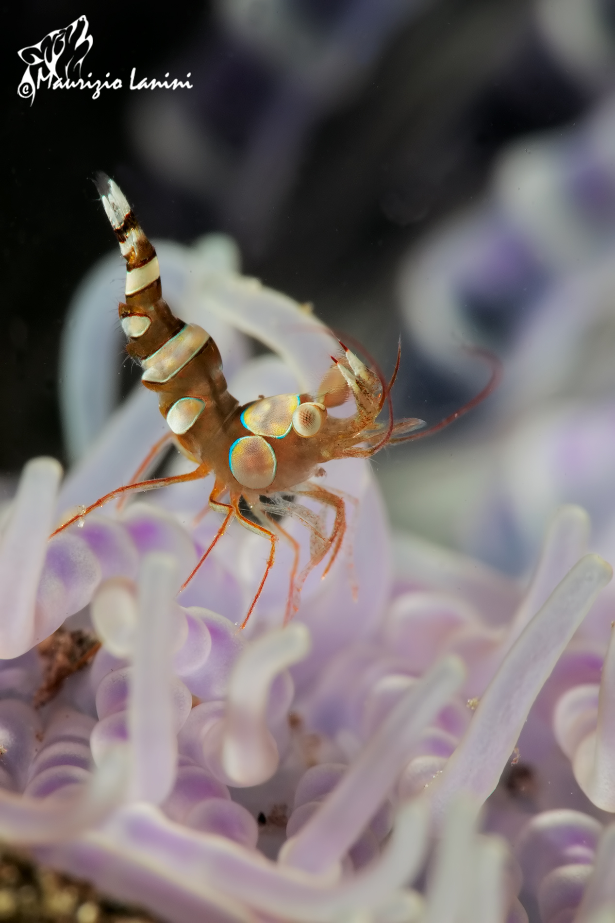 Shrimp symbiont Ambon