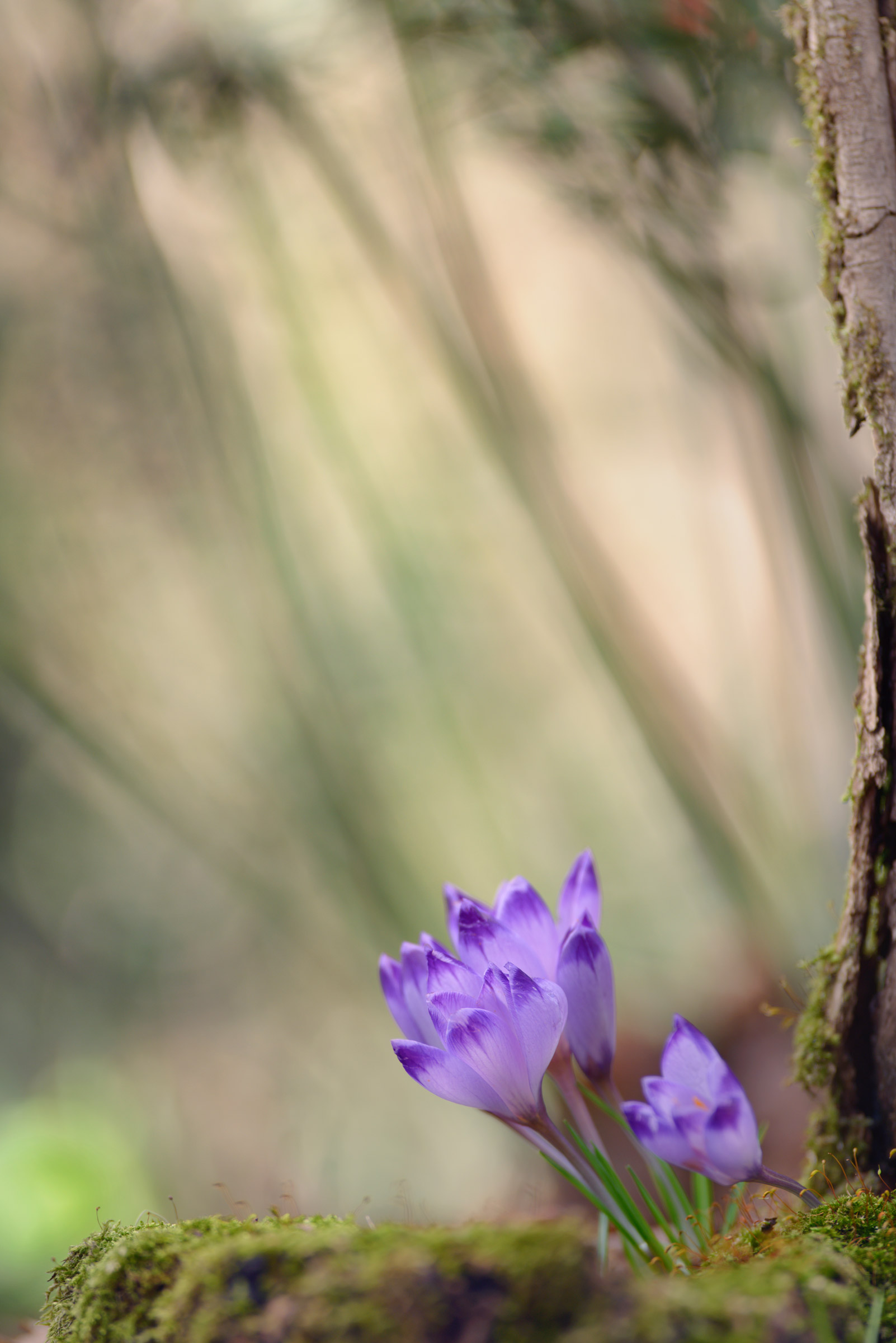 La foresta incantata.