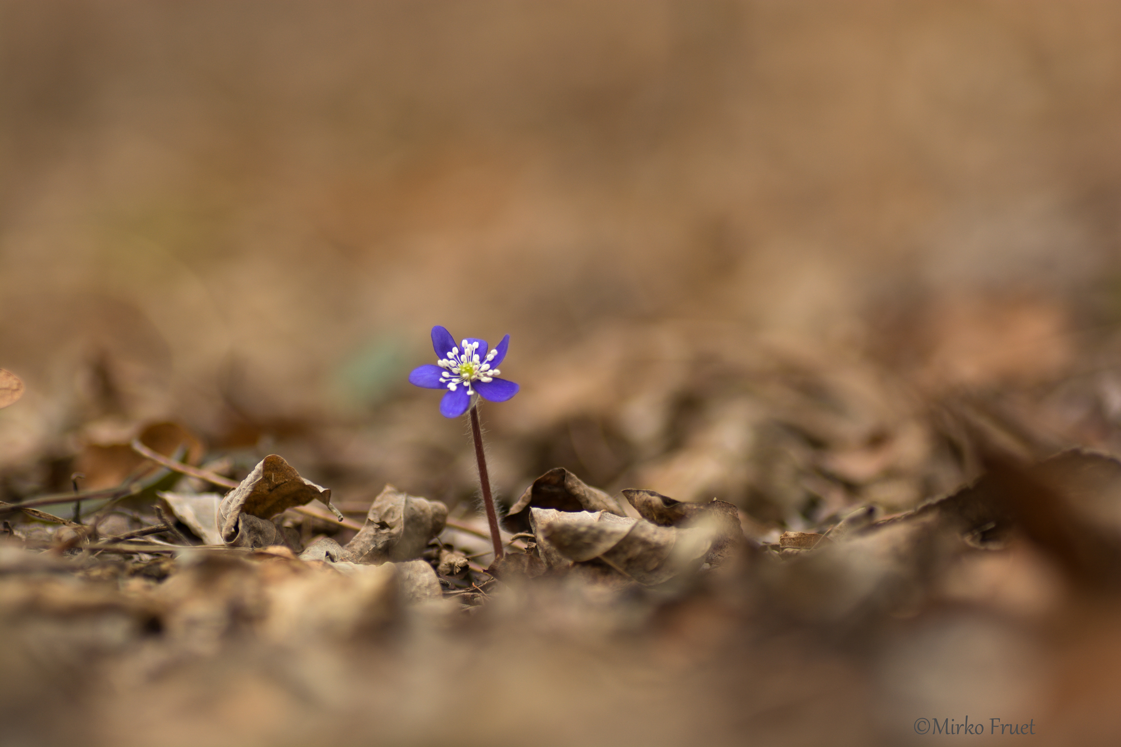 Anemone solitaria