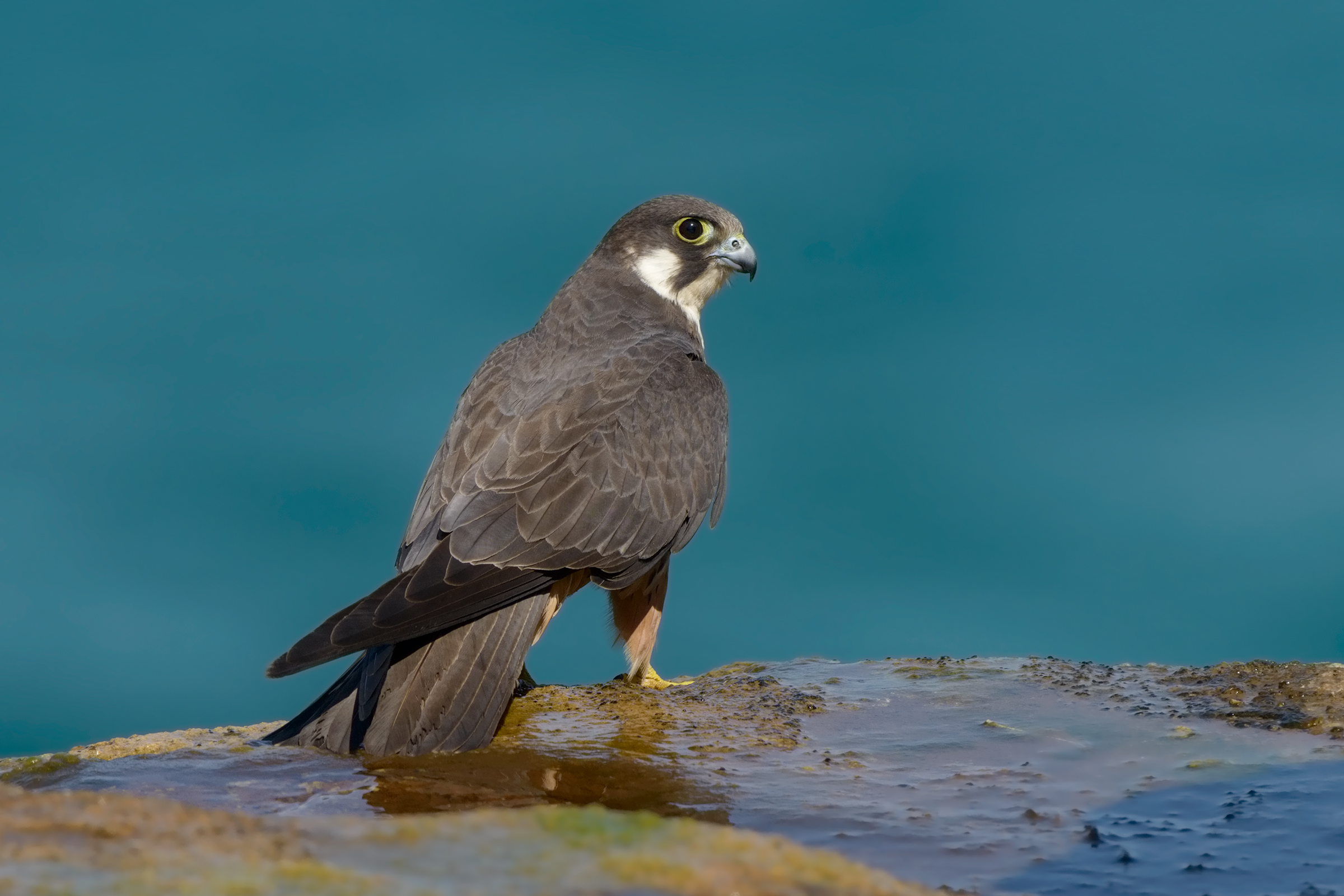 ritratto di falco della regina