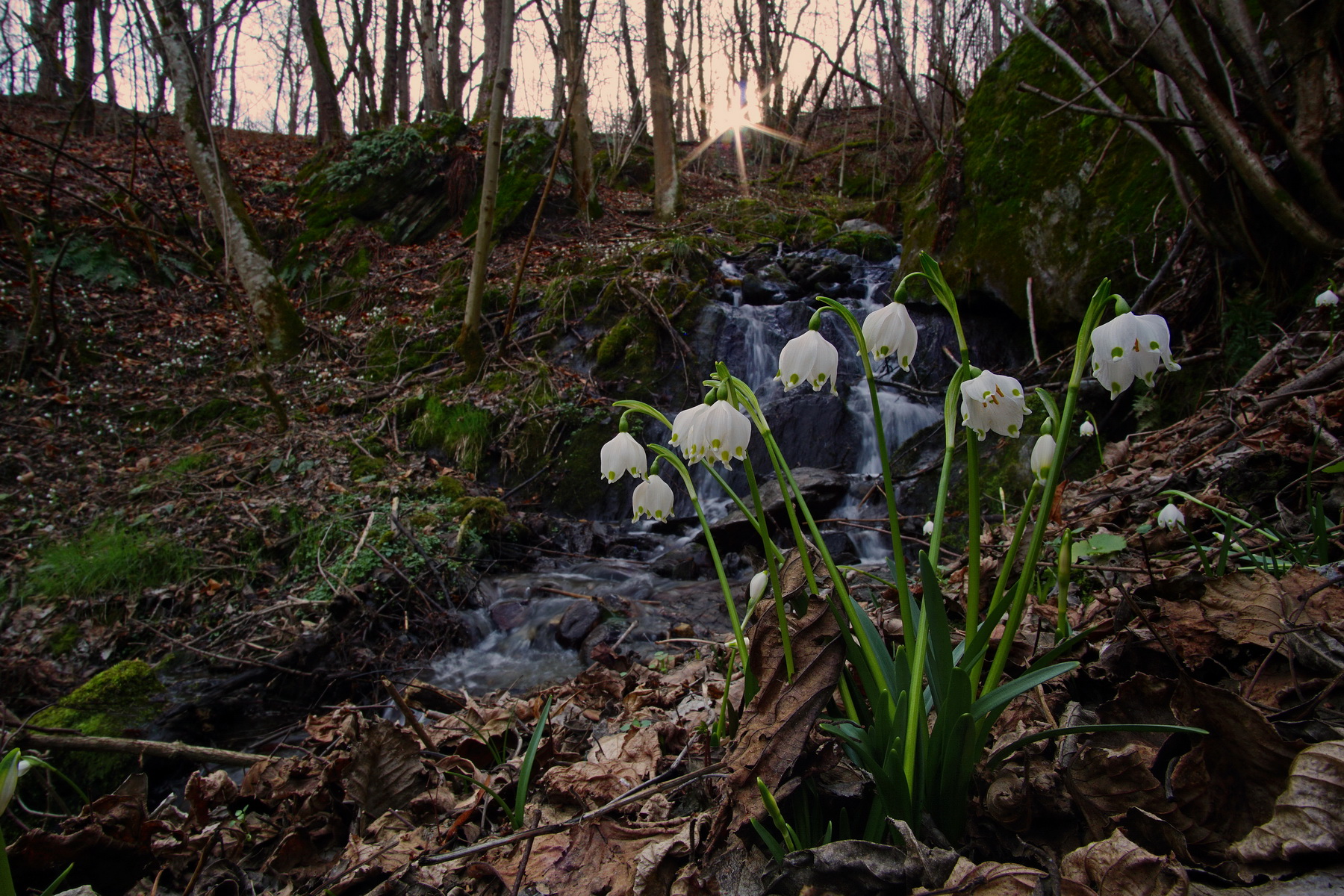 Leucojum vernum