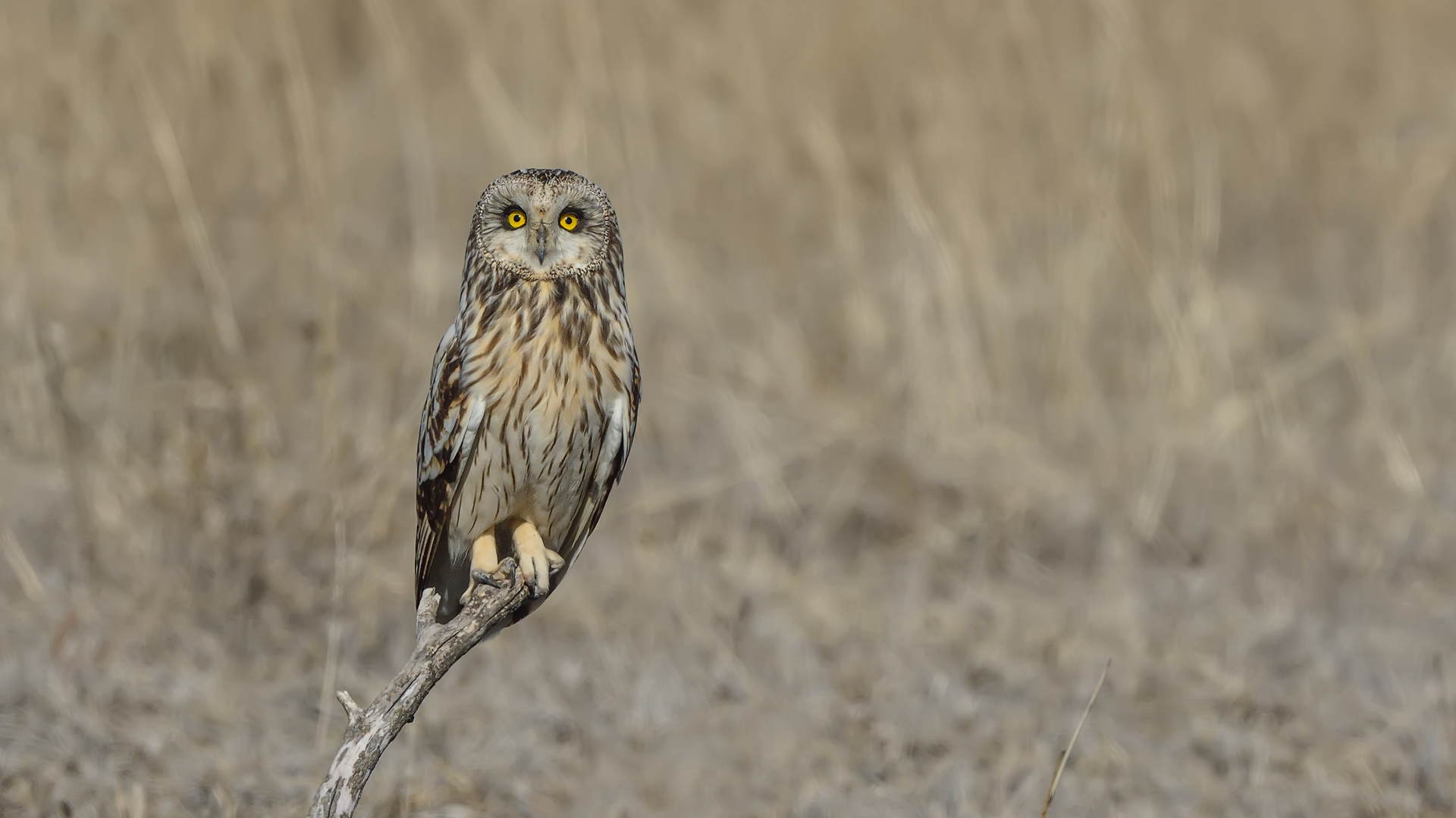R bayku&scedil;u »Gufo di palude» Asio flammeus