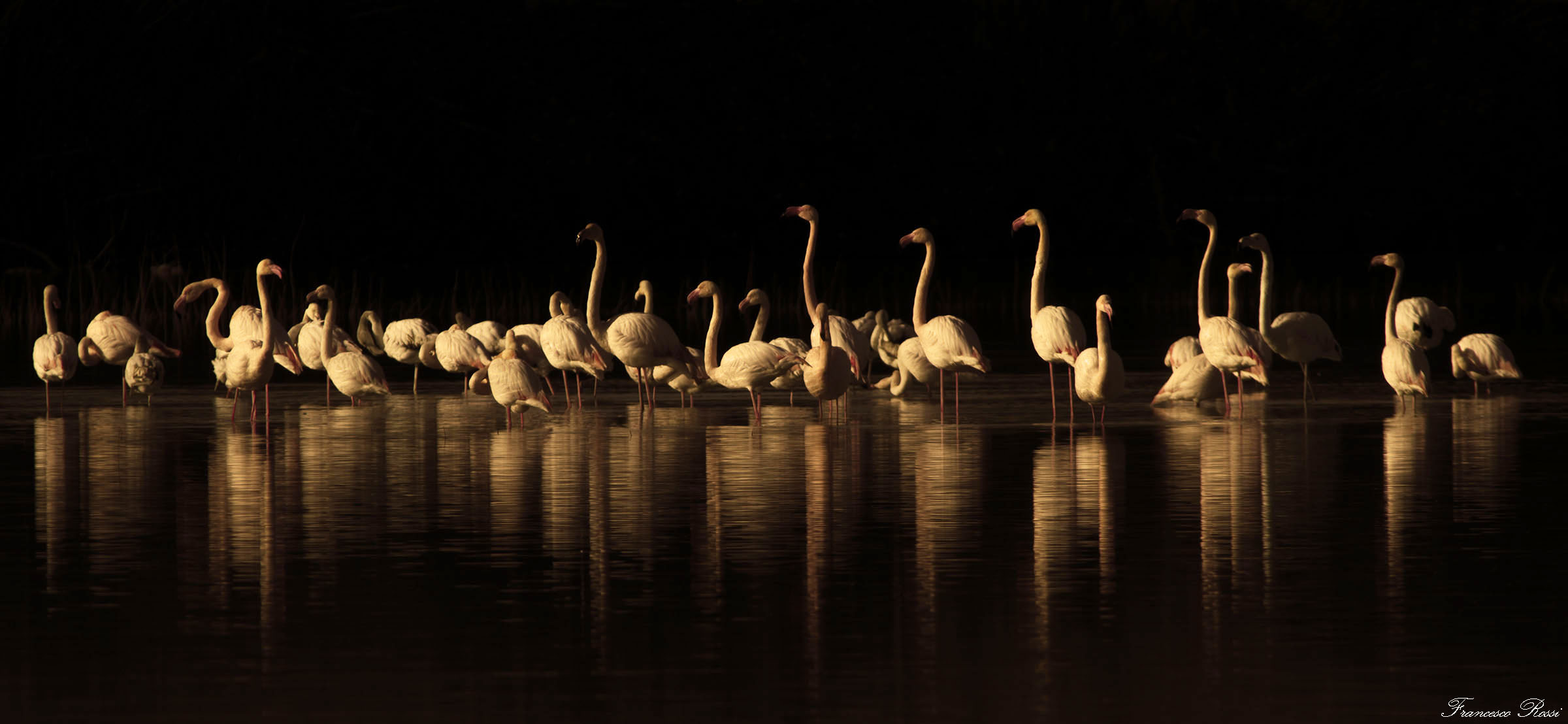Flamingos "in black"