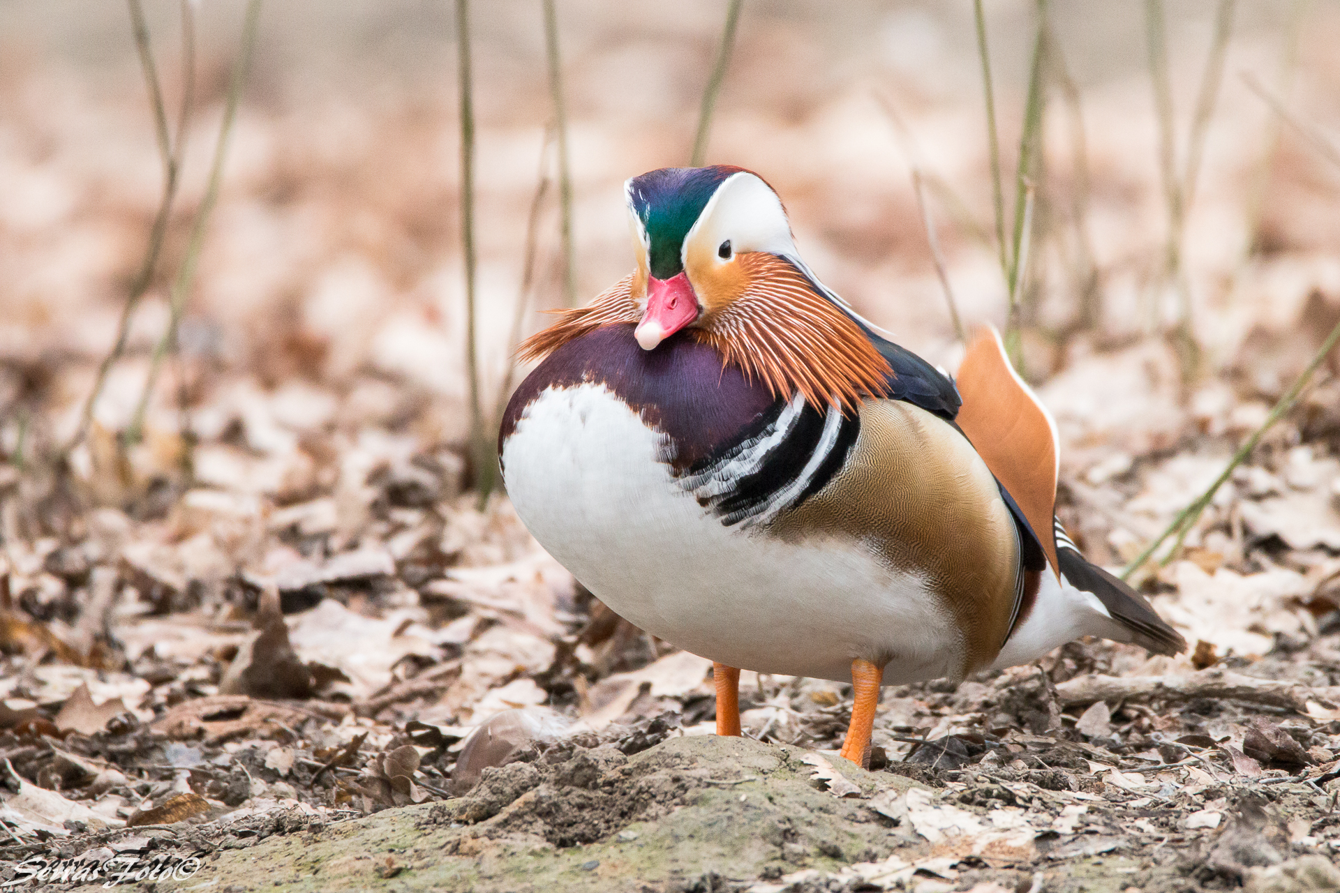 Stomach in, and chest out !!!