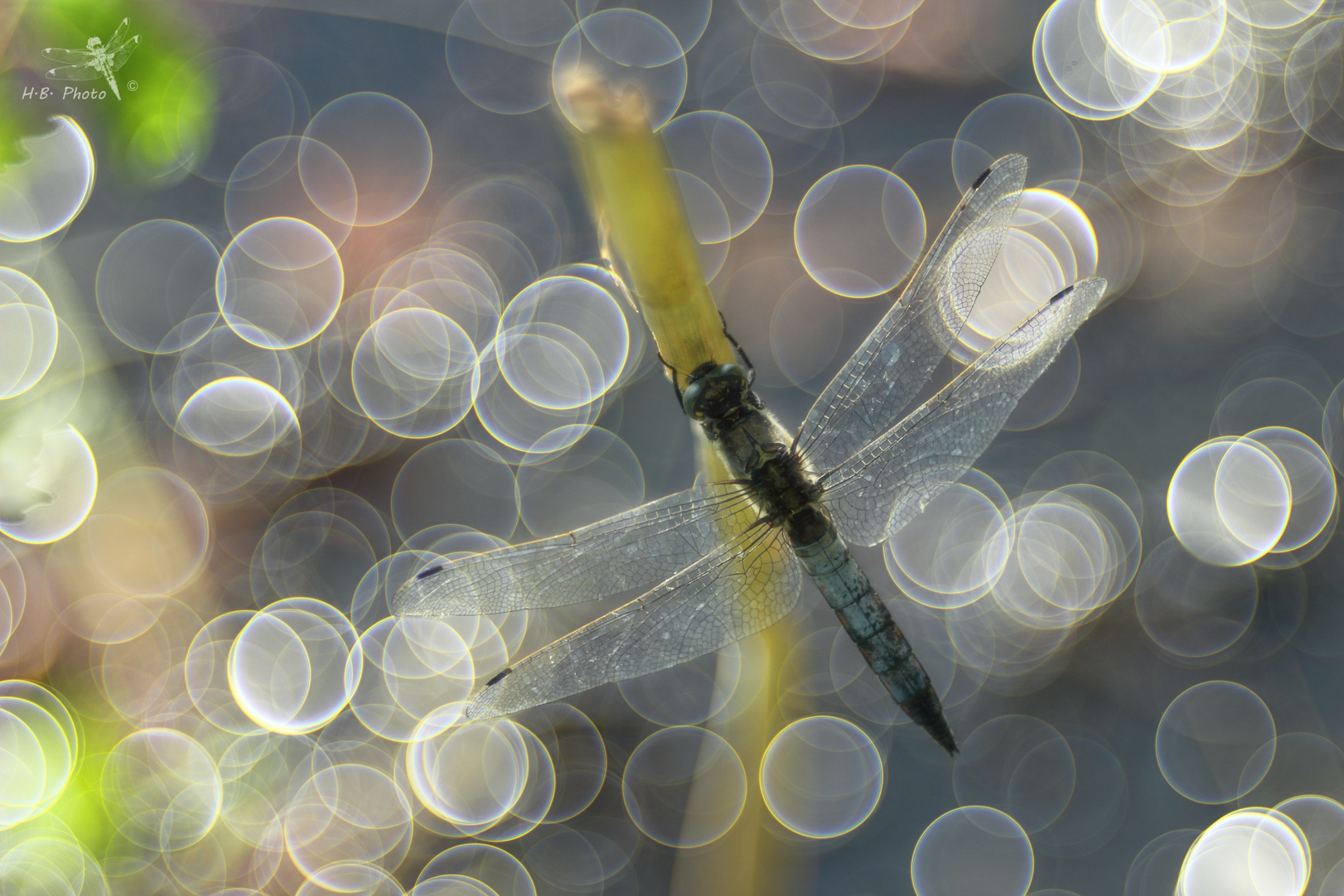 Orthetrum cancellatum, male
