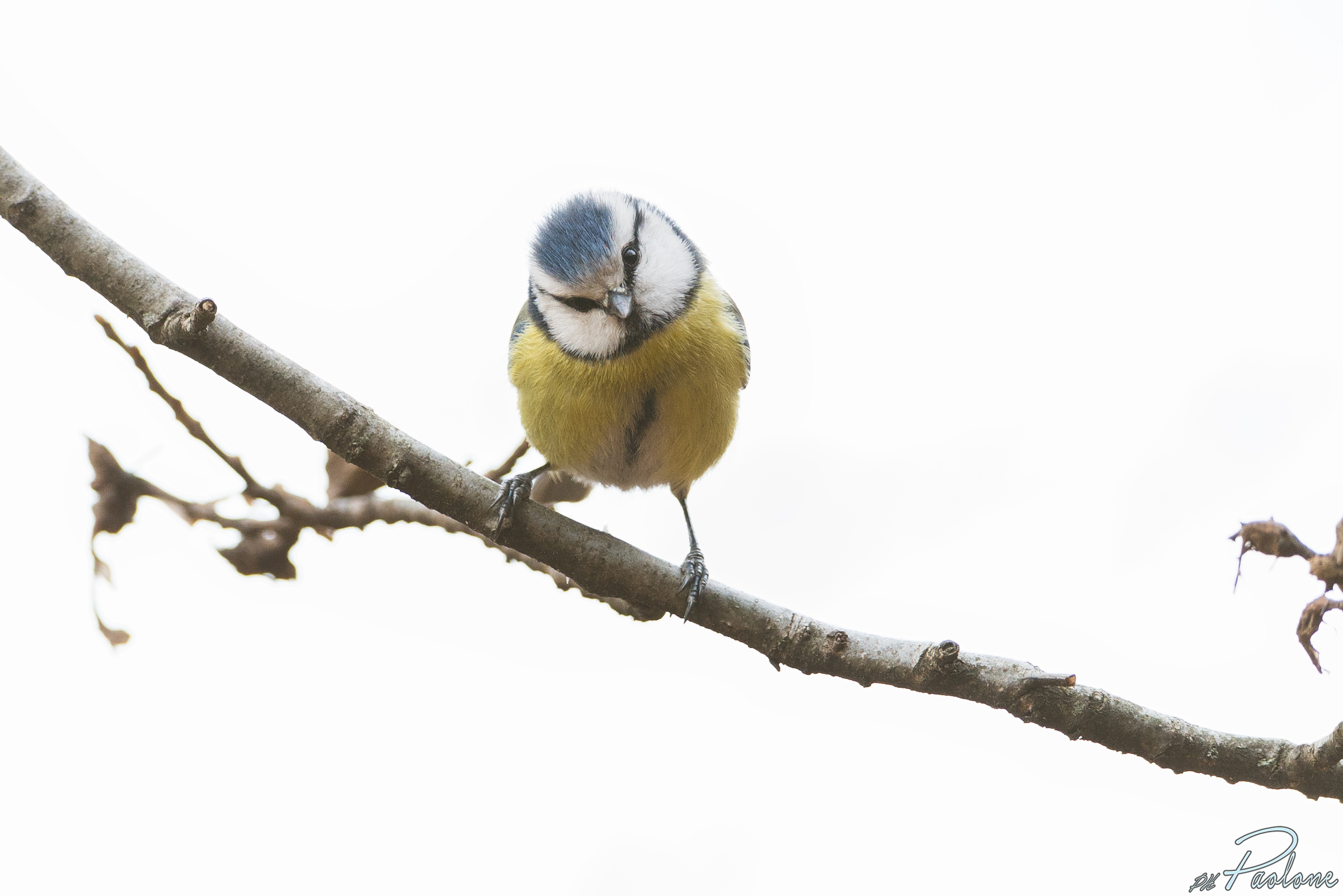 Tit curious in white!
