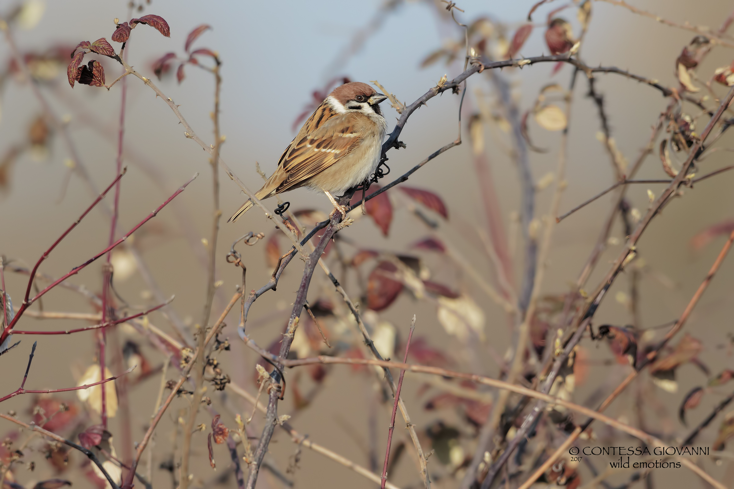 tree sparrow