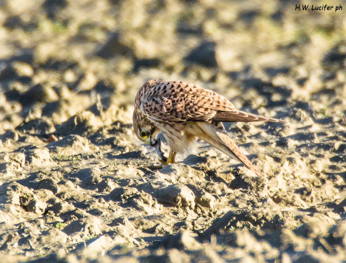 Il gheppio e la lucertola