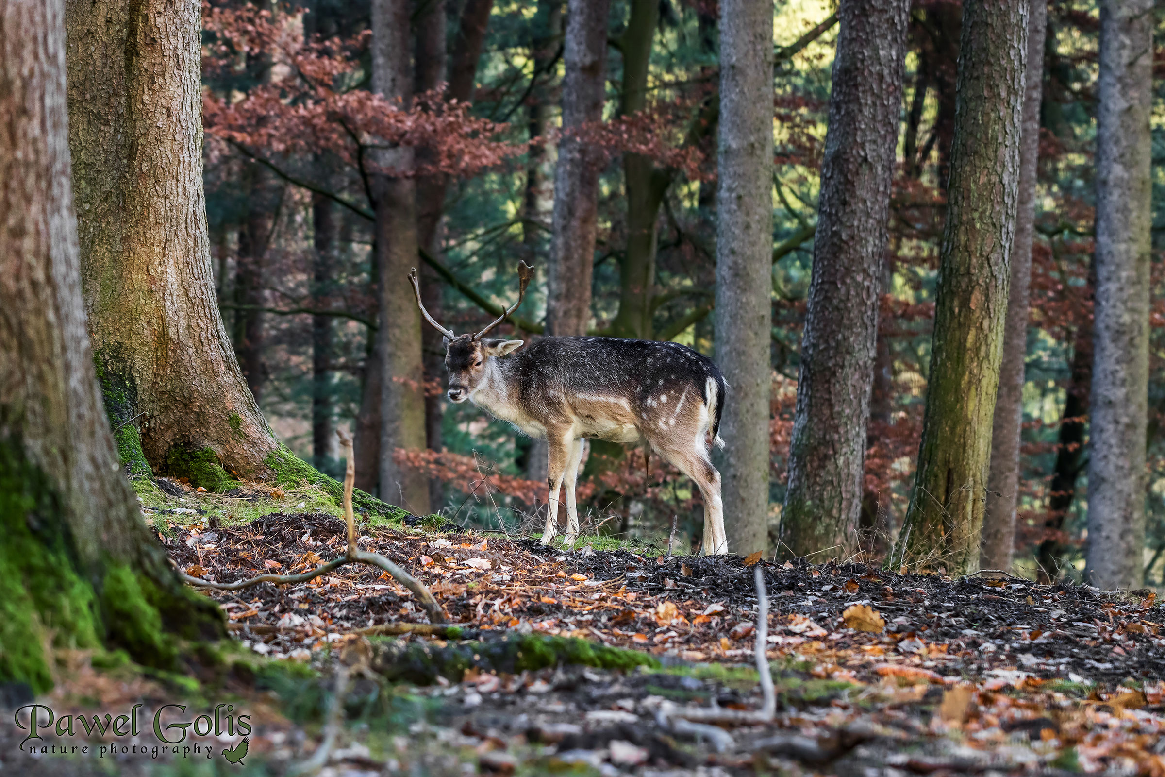 Fallow deer (Dama dama)