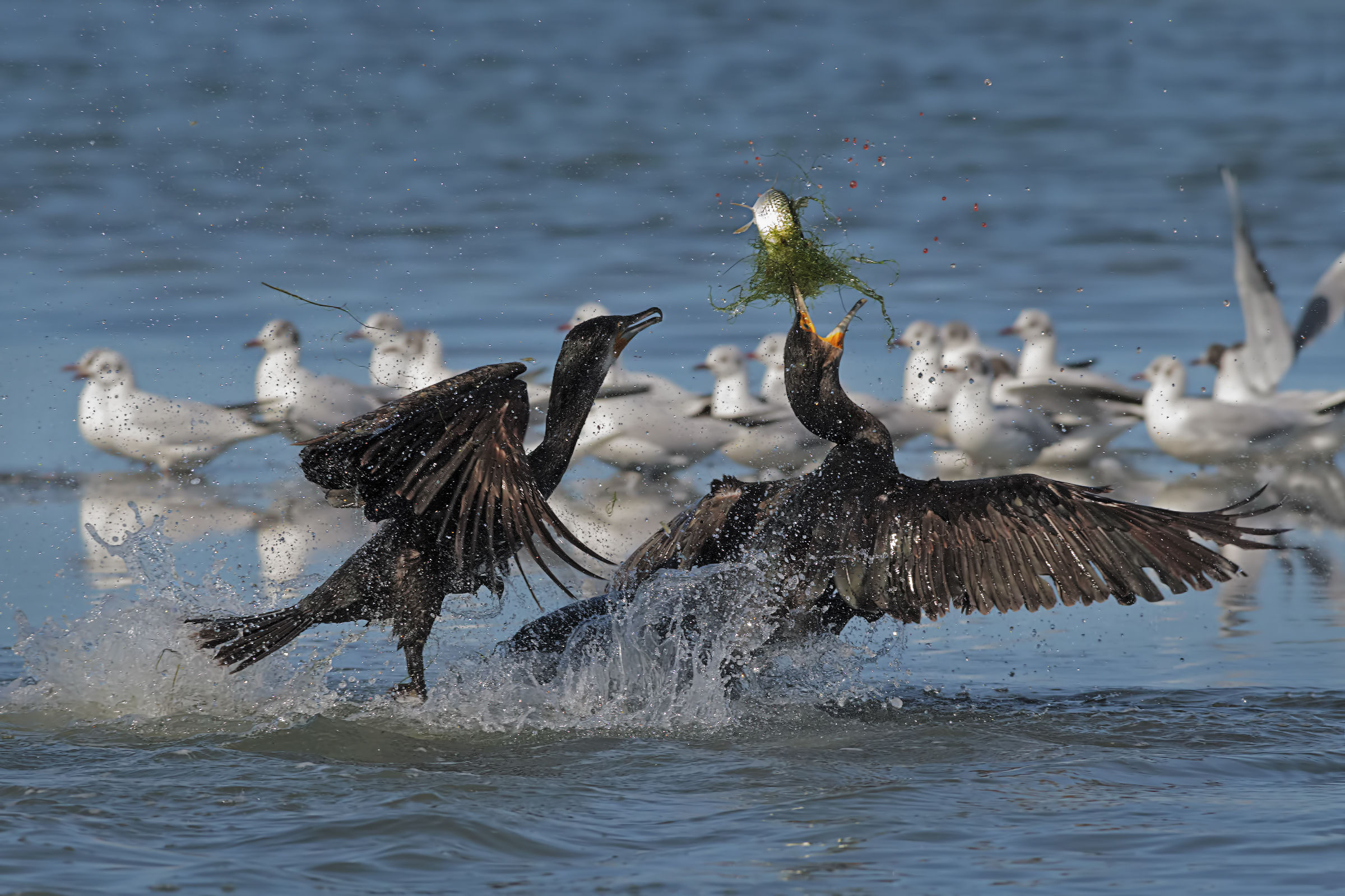 Cormorani, pranzo con delitto ...