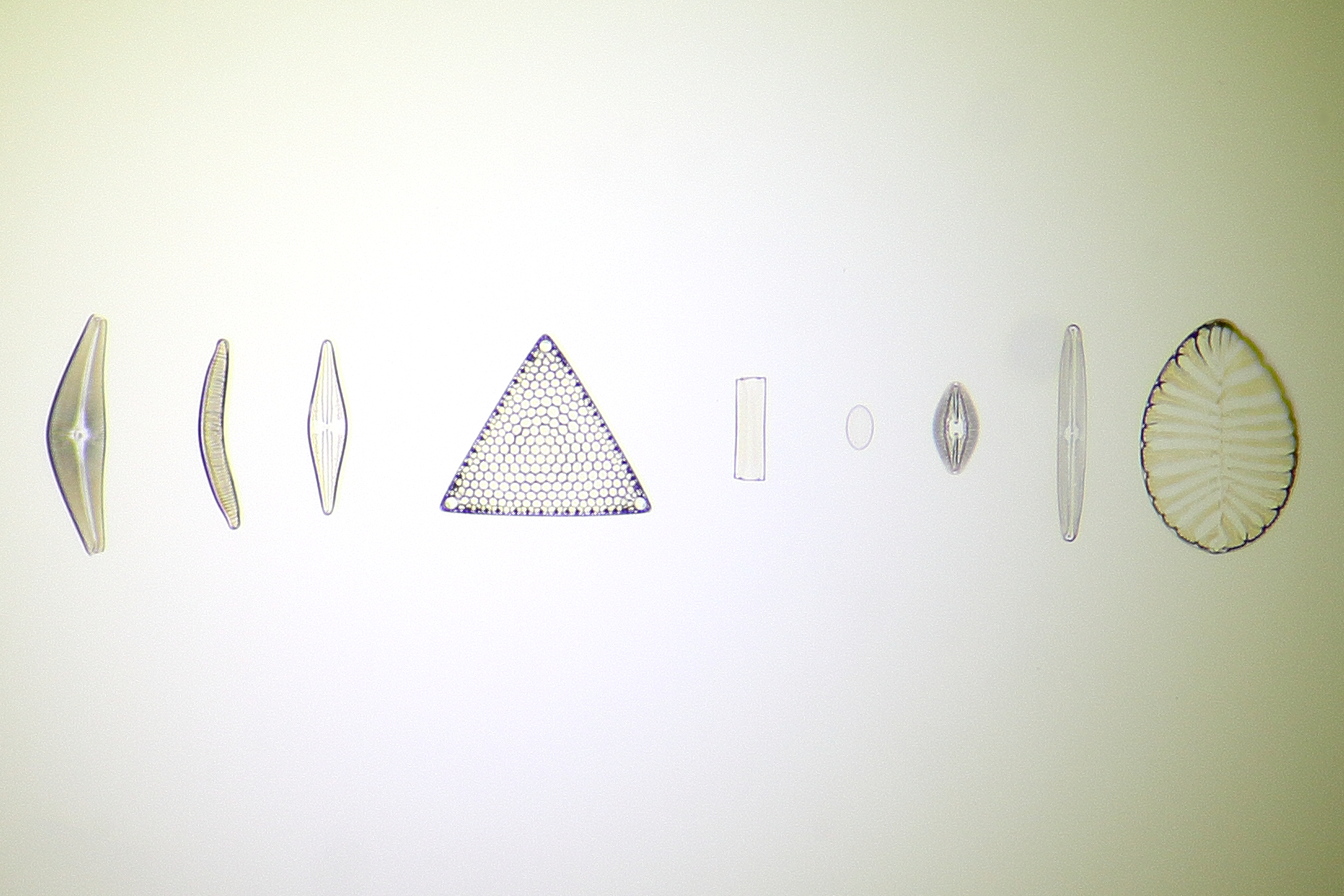 slide test Neofluar 6.3x