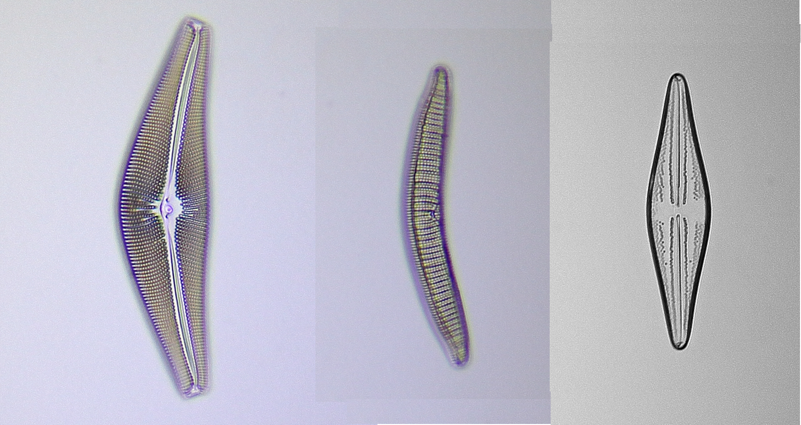 slide test Neofluar 16x