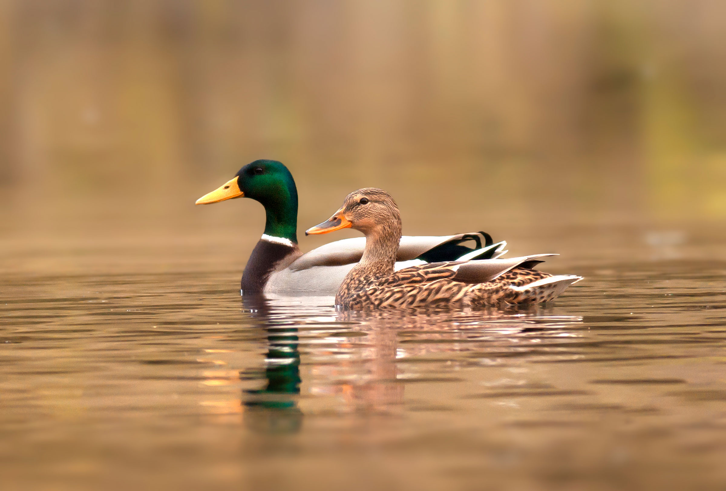 Mallard Duck