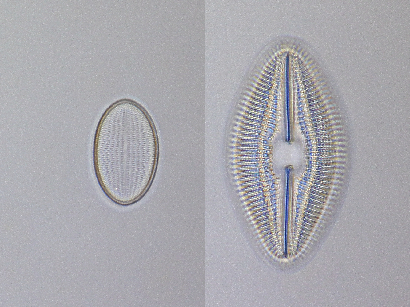 slide test planapo 40x