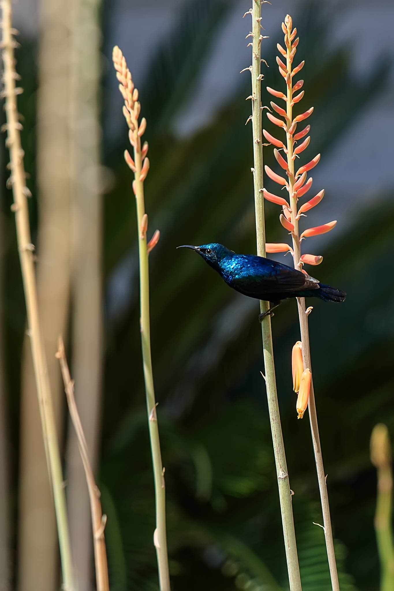 Purple Sunbird(Cinnyris asiaticus)