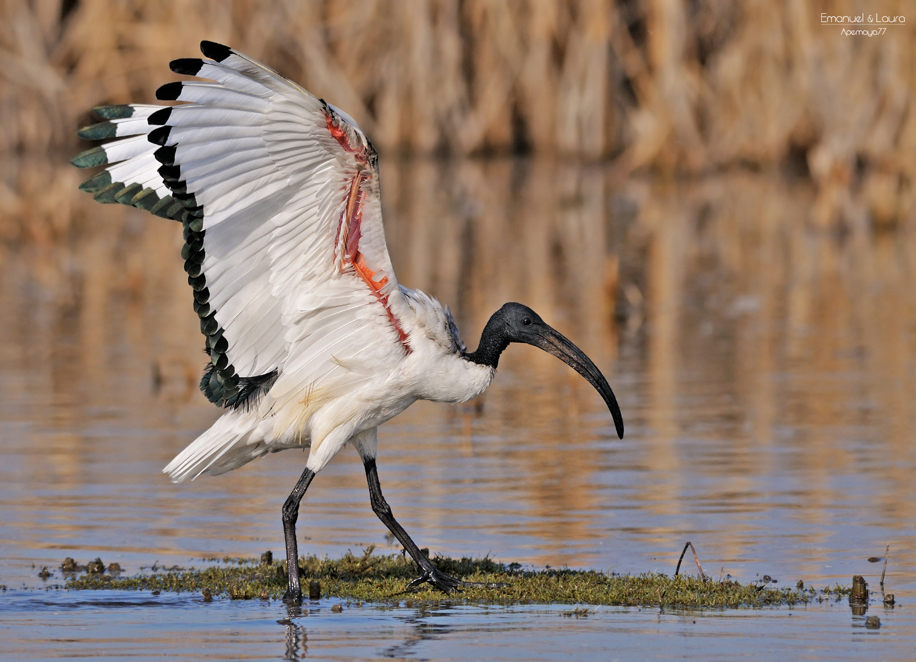 sacred Ibis