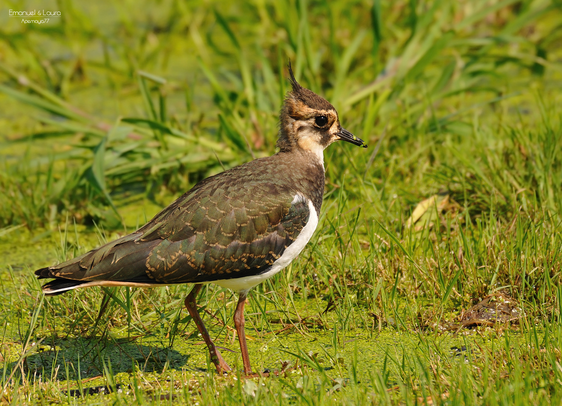 Lapwing