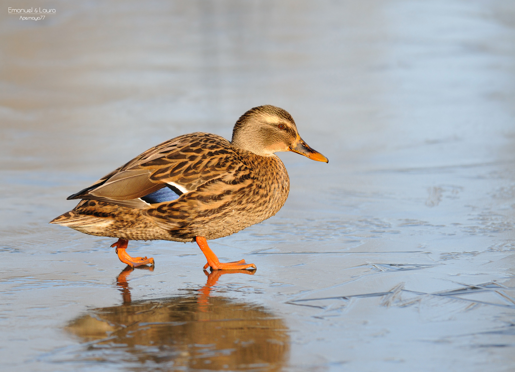 Male Mallard