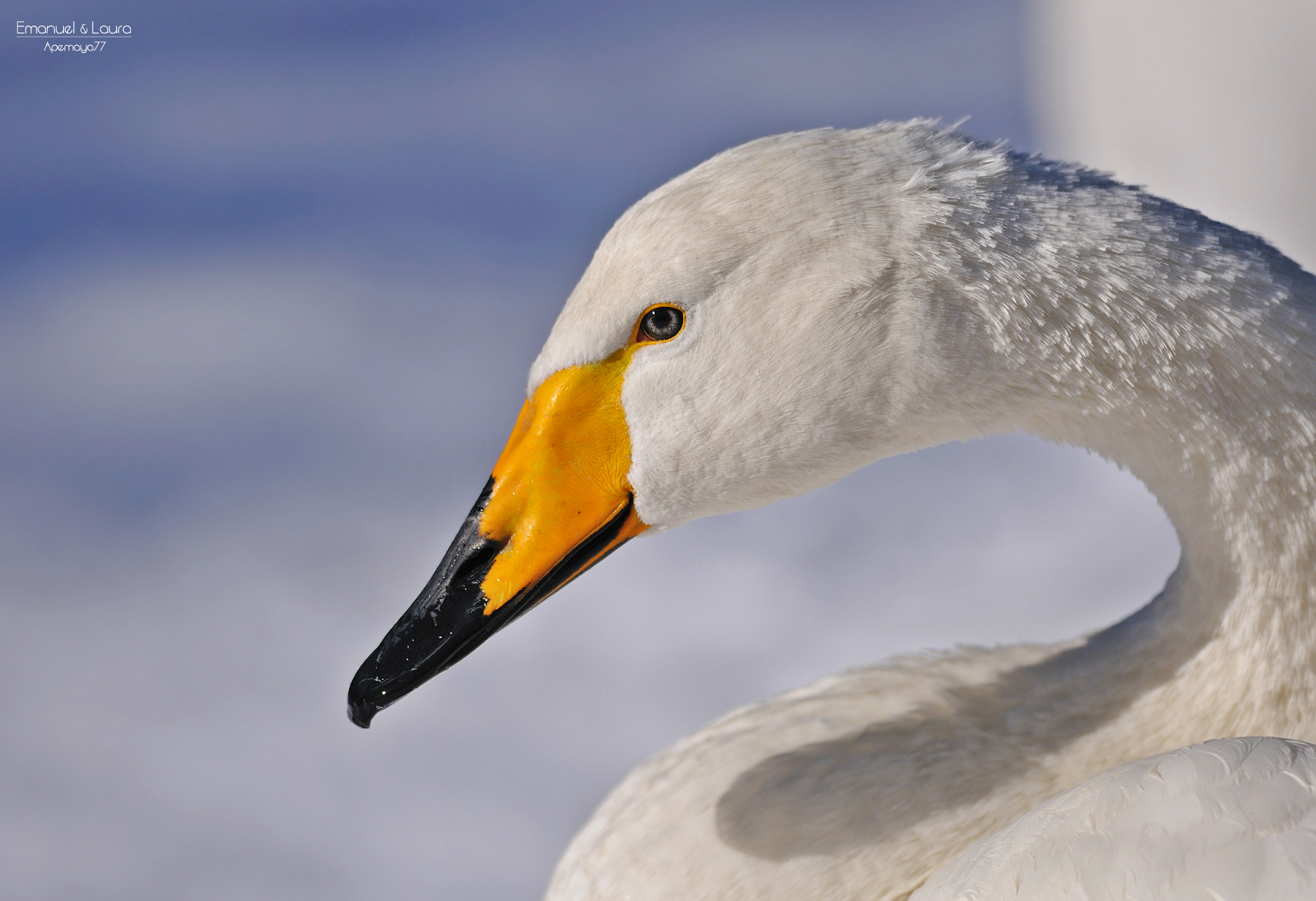 Whooper swan