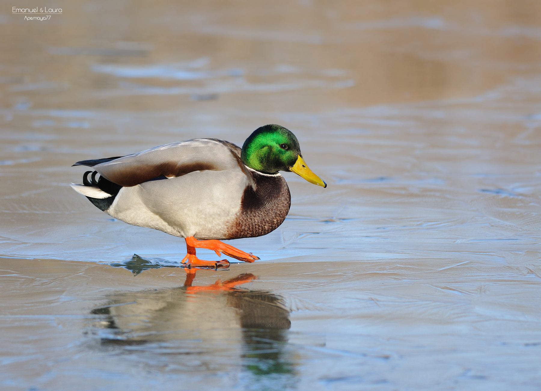 Male Mallard