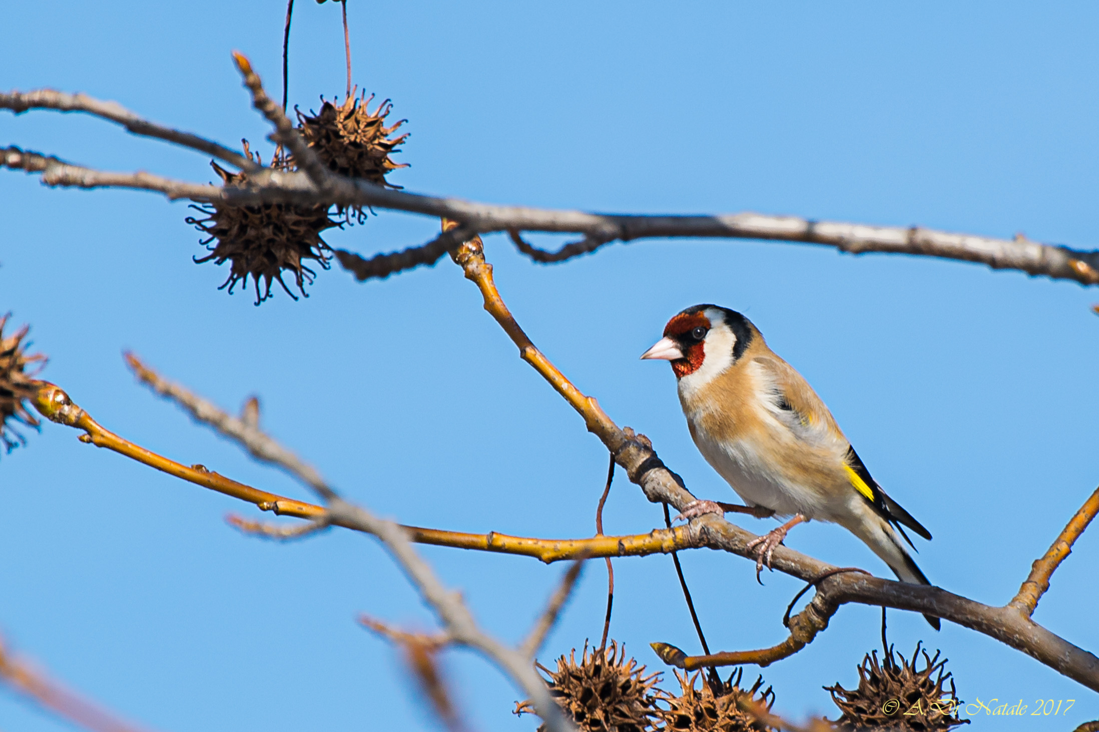 Carduelis carduelis