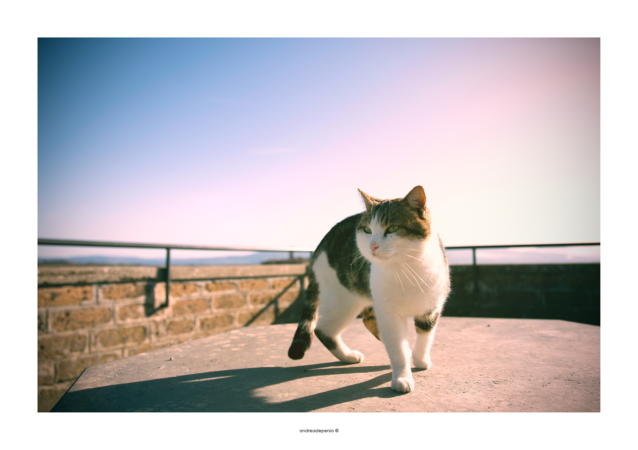 Il guardiano di Civita!