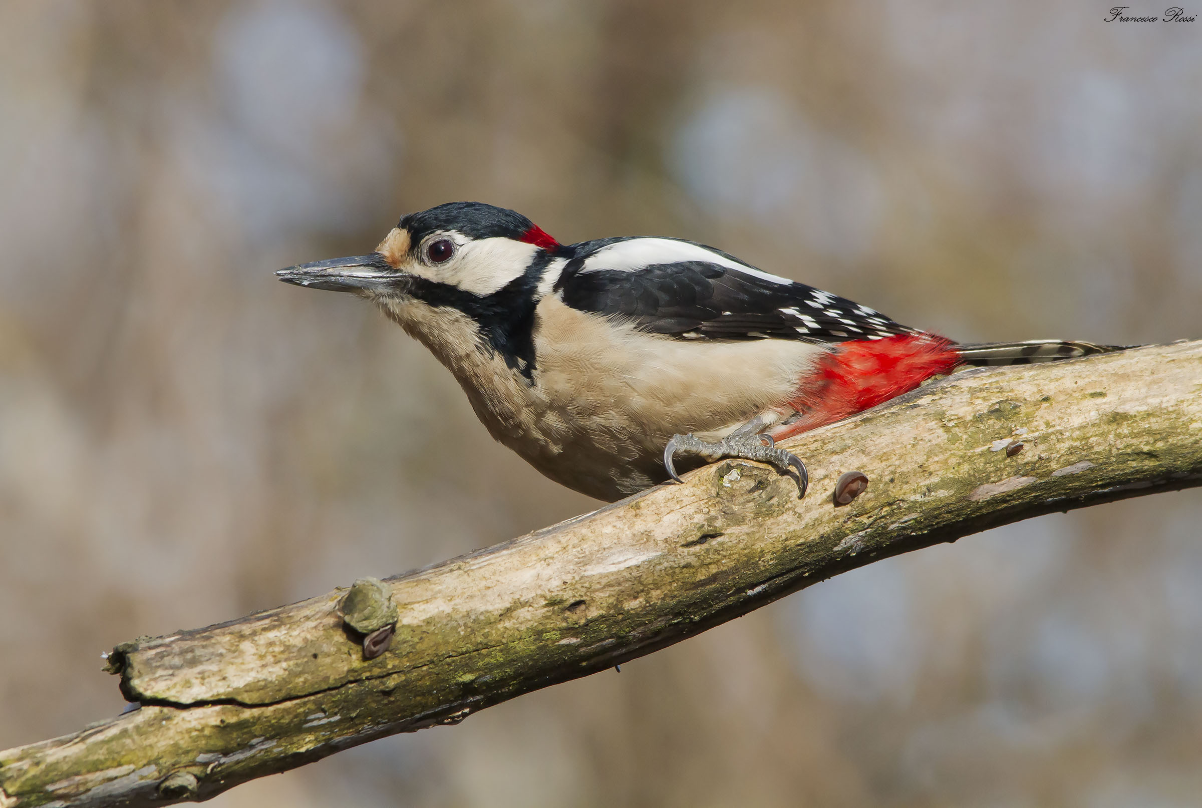 Great Spotted Woodpecker Male