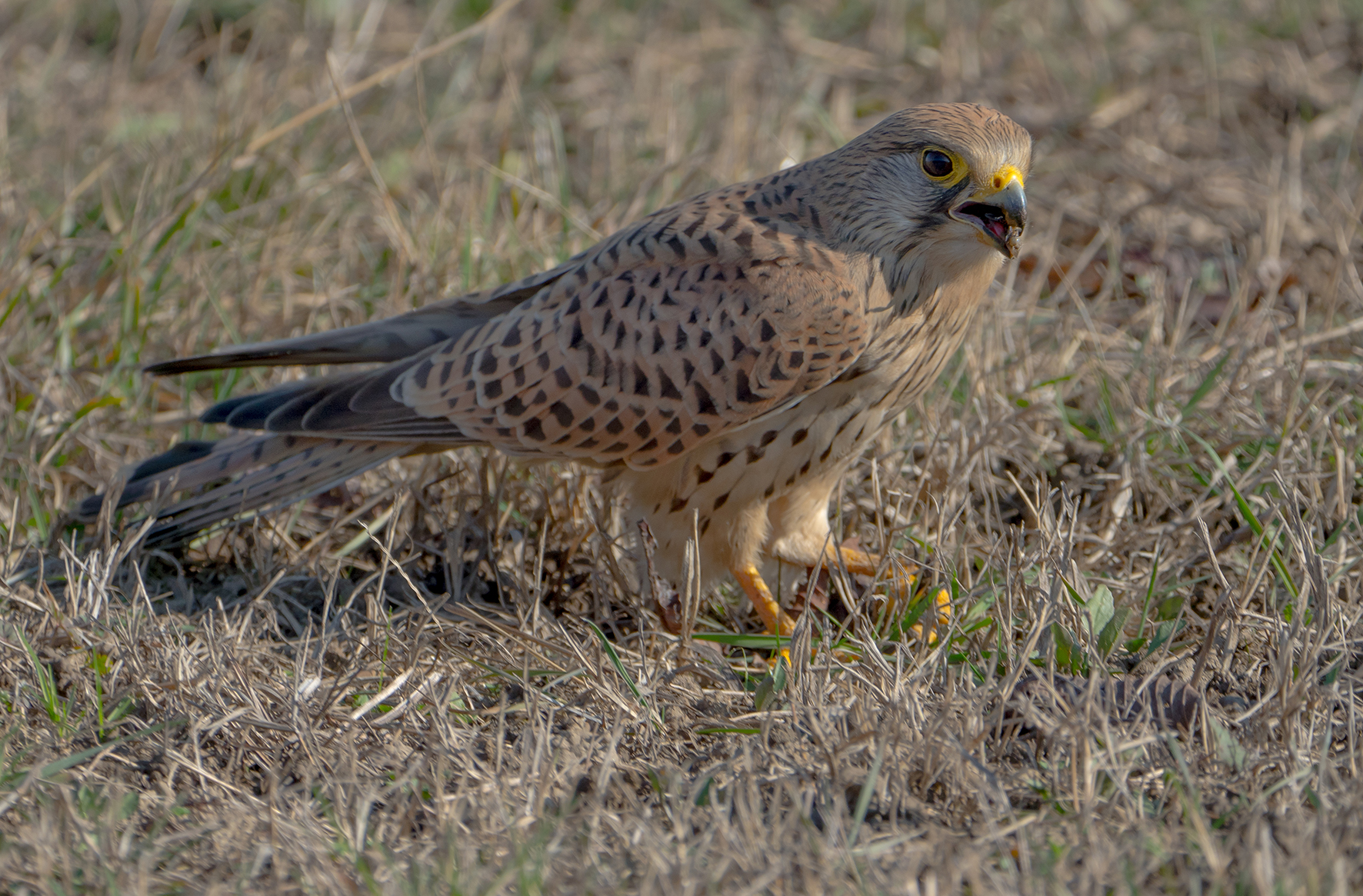 Gheppio femmina in predazione.
