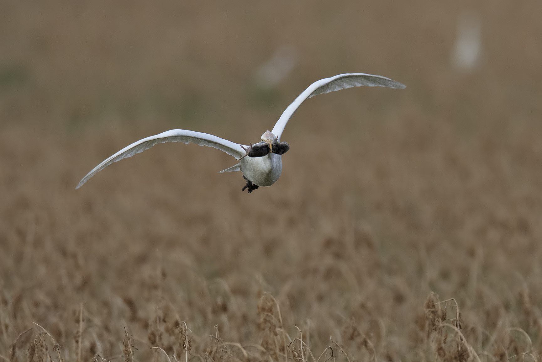Airone guardabuoi (Bubulcus ibis)