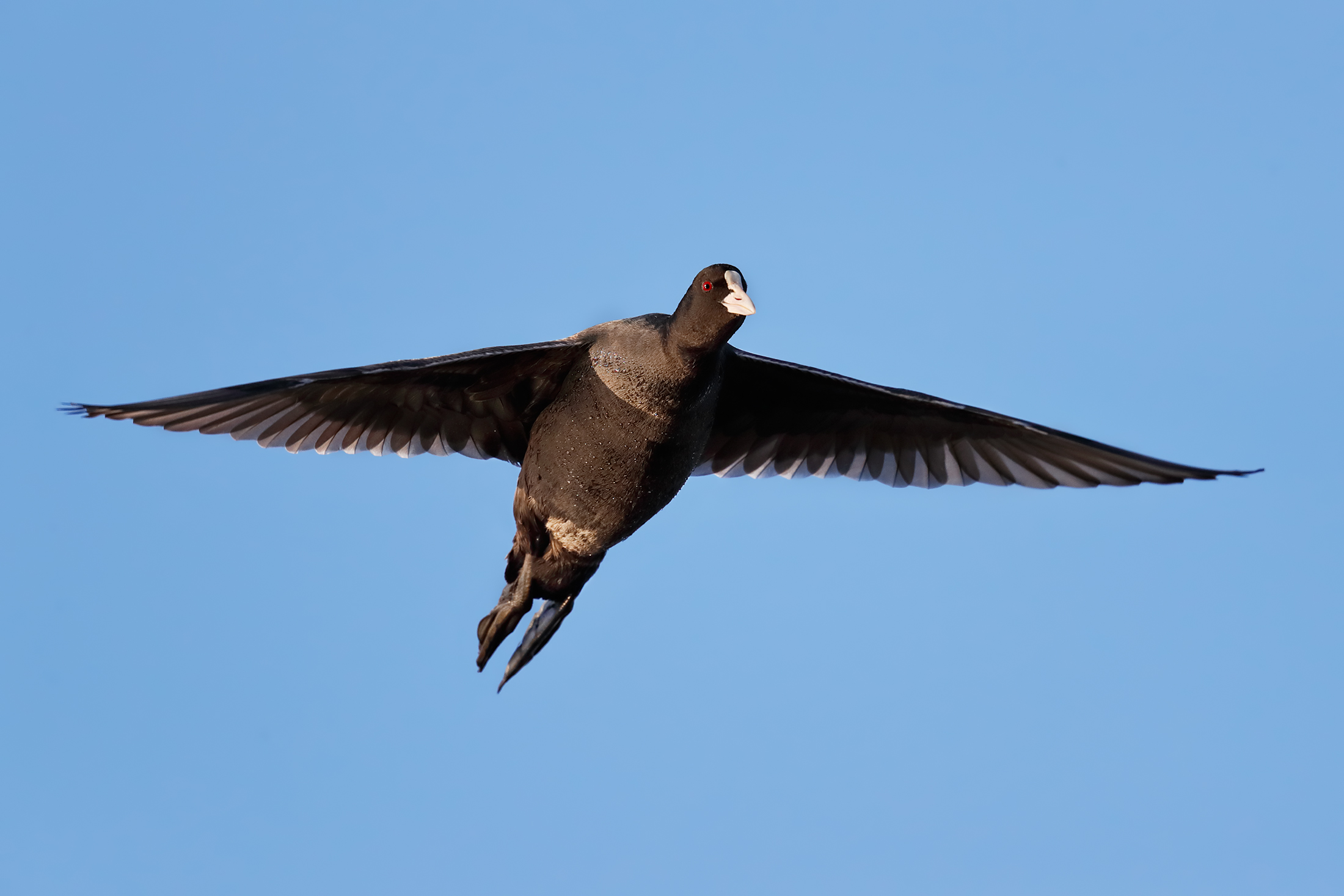 Coot in flight