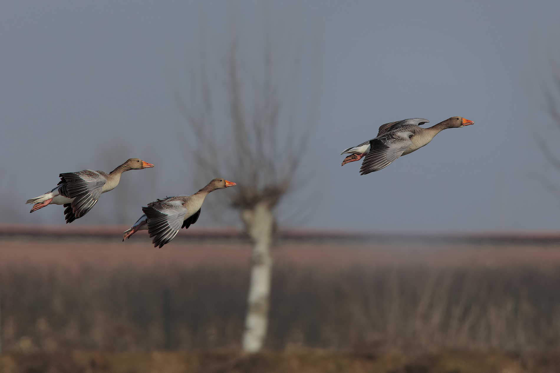 facciamoci due risate.....