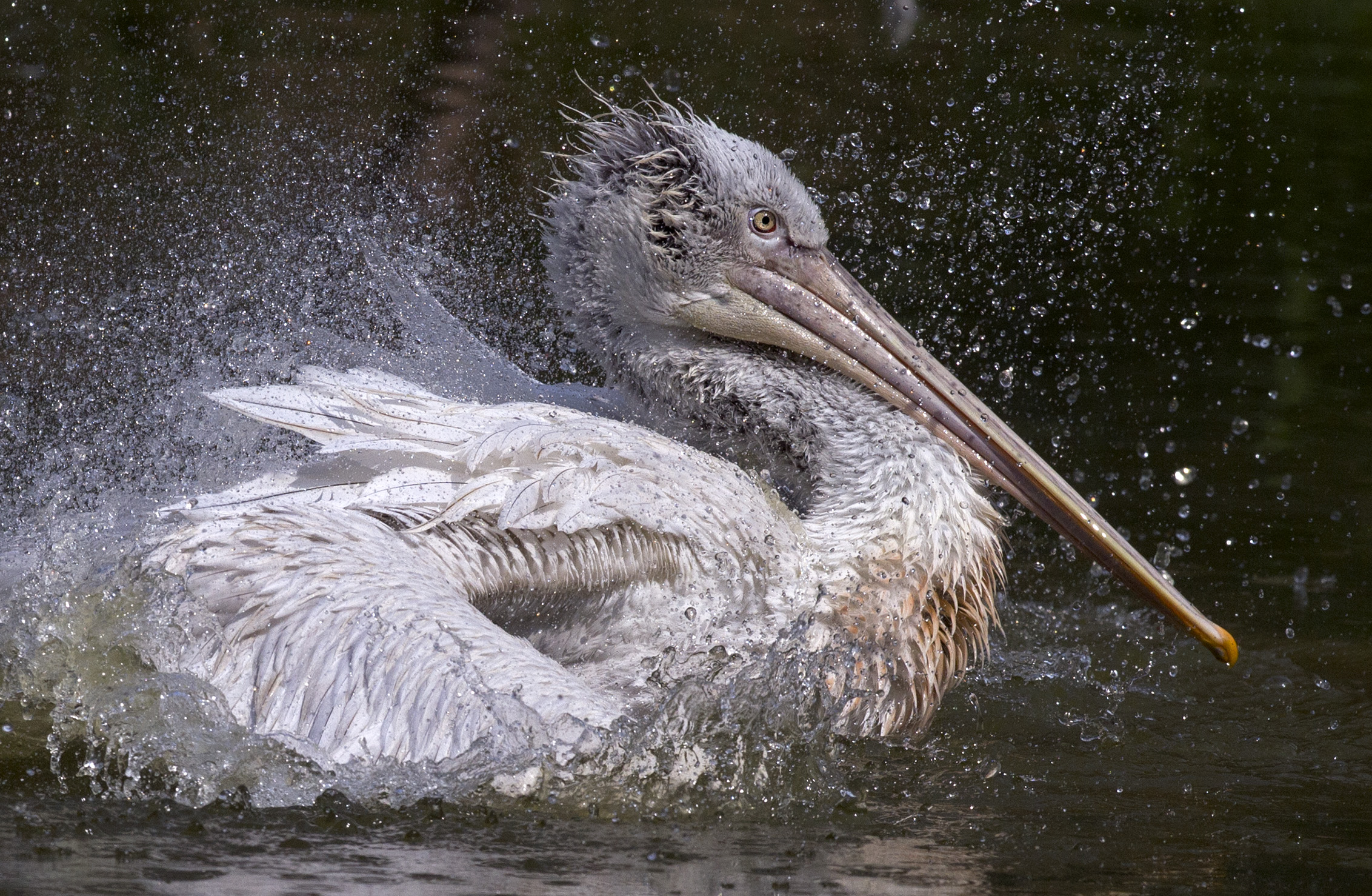 Pelican ... a little creepy