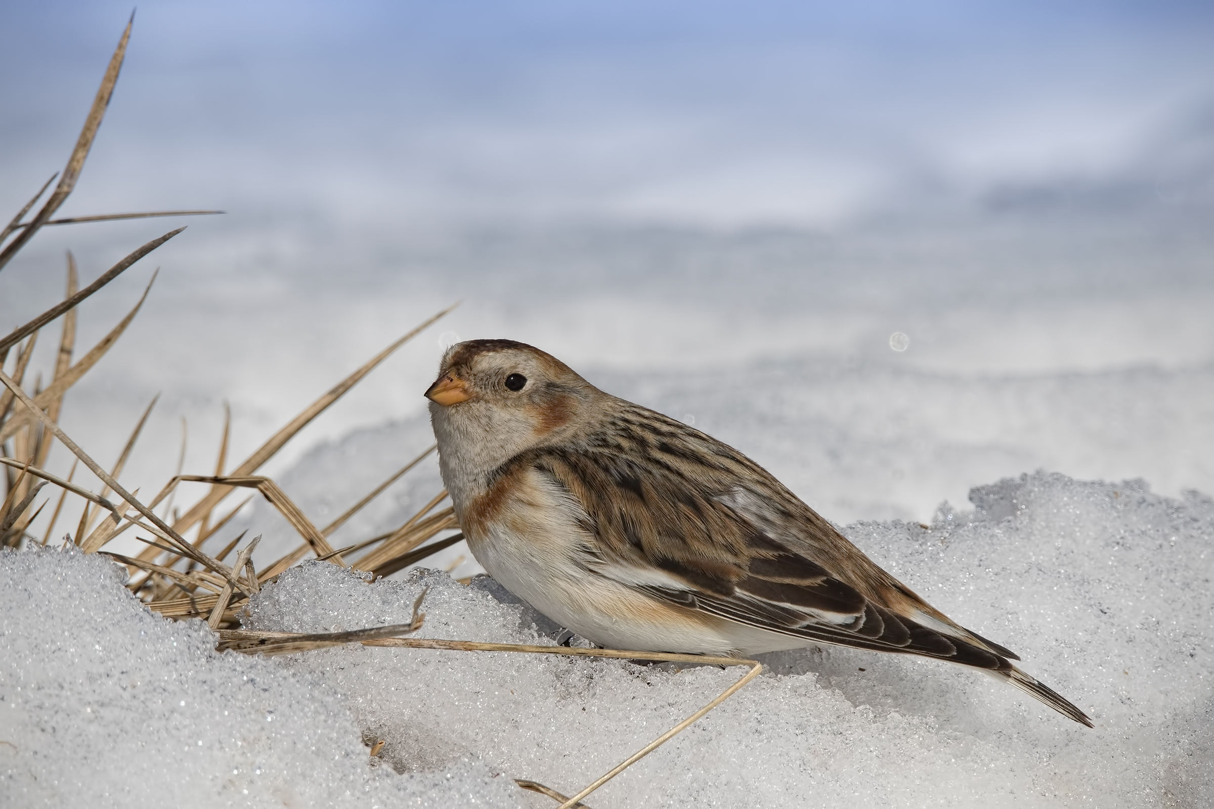 Snow Bunting (Plectrophenax nivalis)