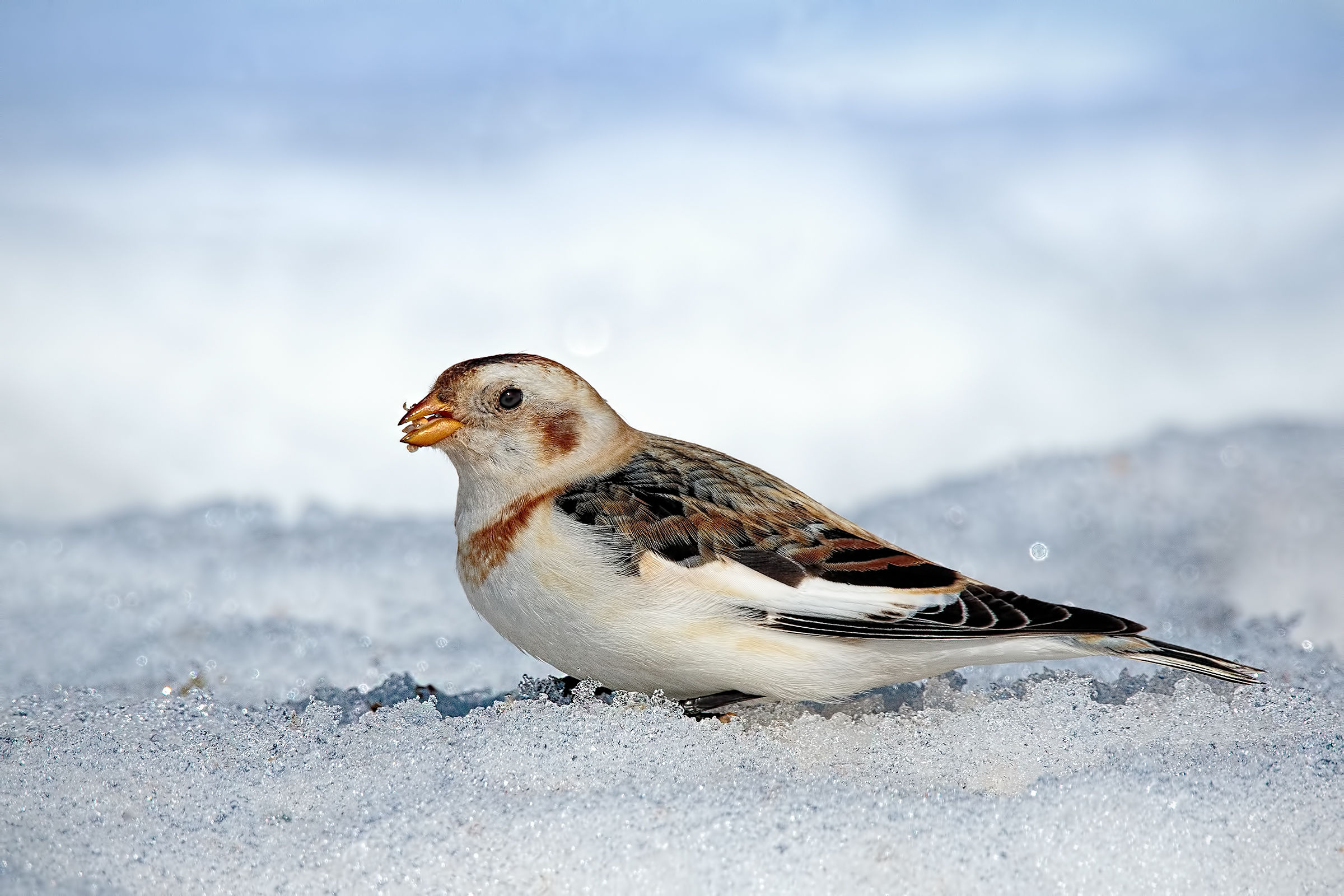 Snow Bunting (Plectrophenax nivalis)