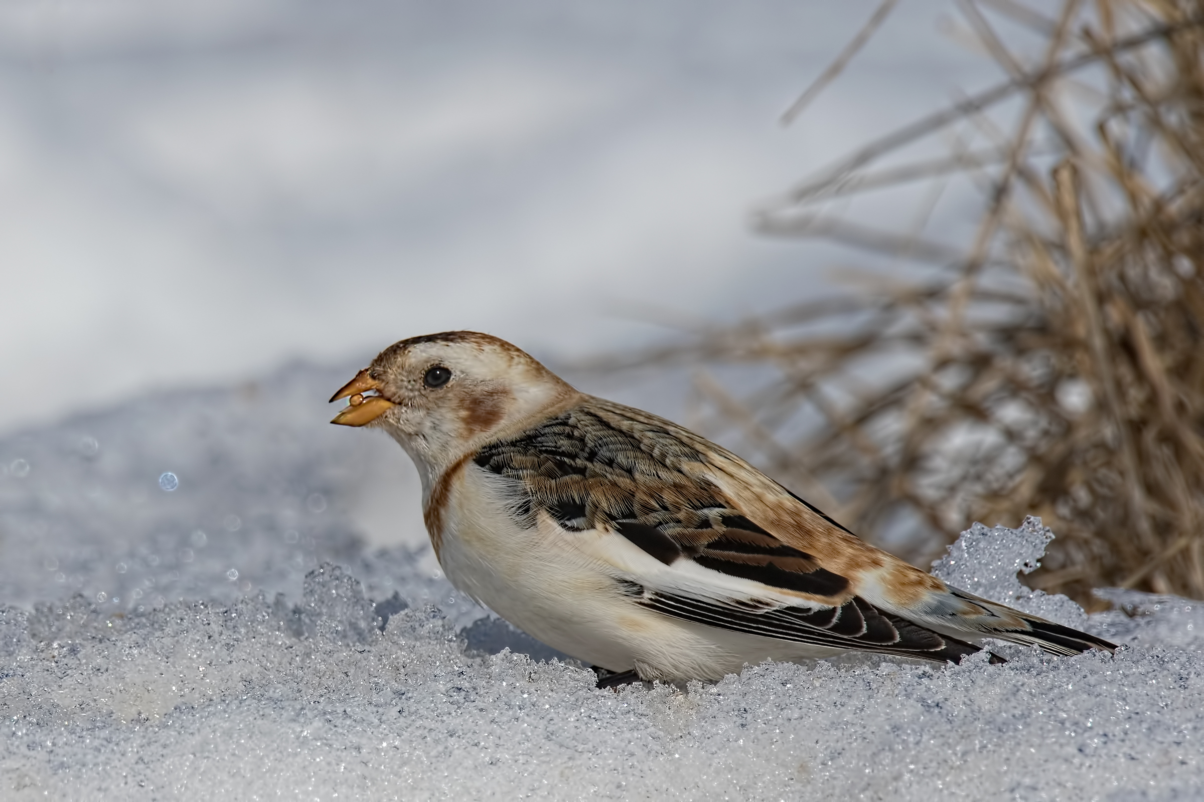 Snow Bunting (Plectrophenax nivalis)