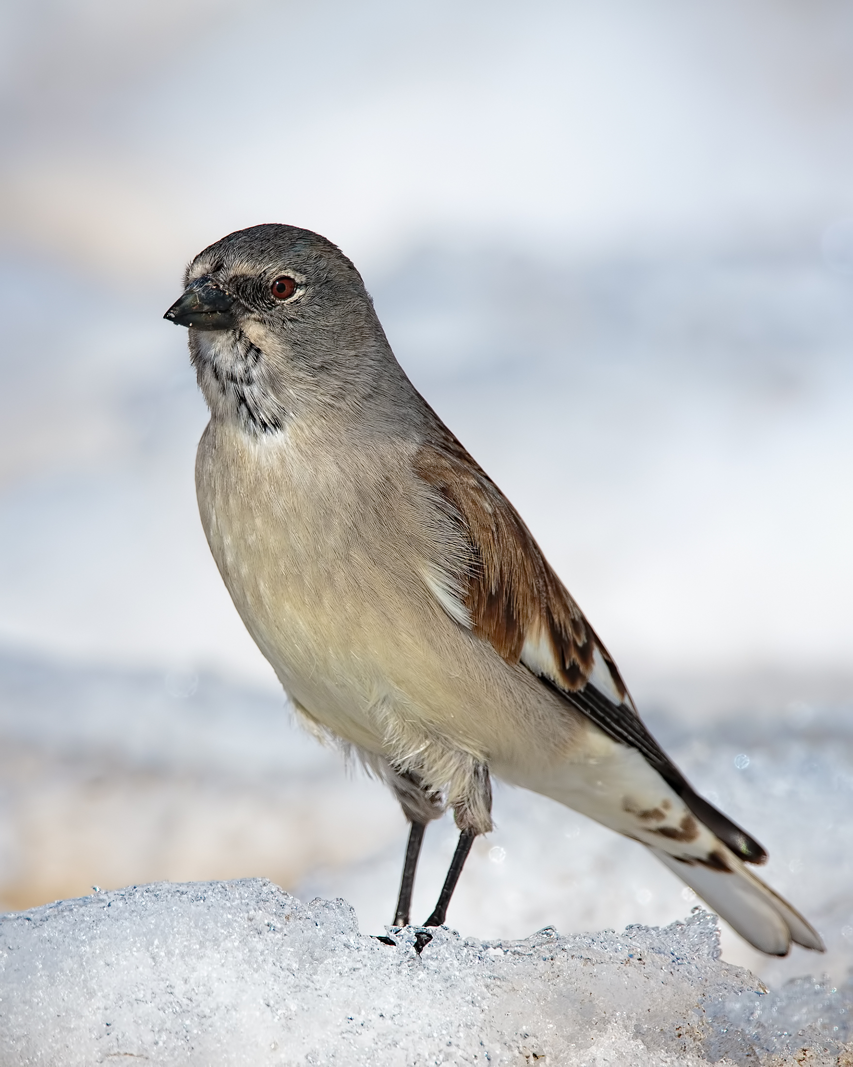 snow finch (Montifringilla nivalis)
